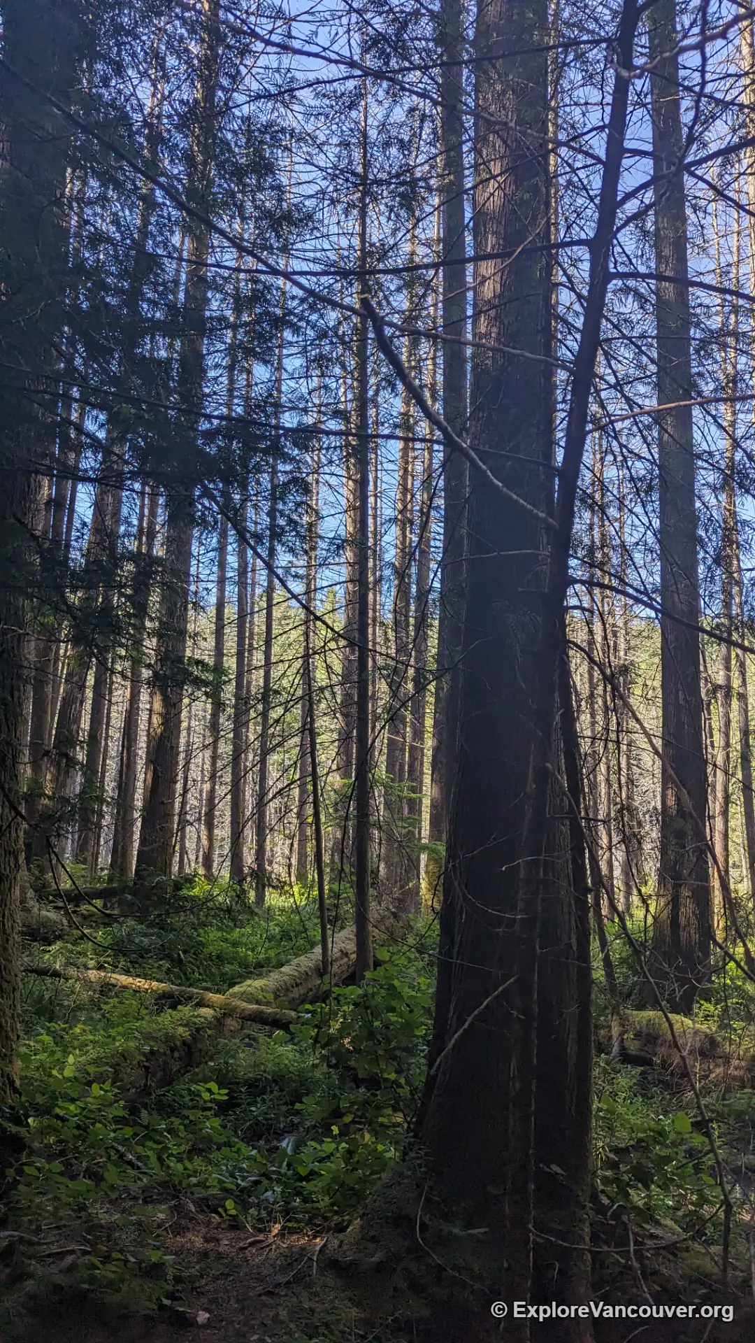 Old growth cedar and fir trees along the Whyte Lake trail
