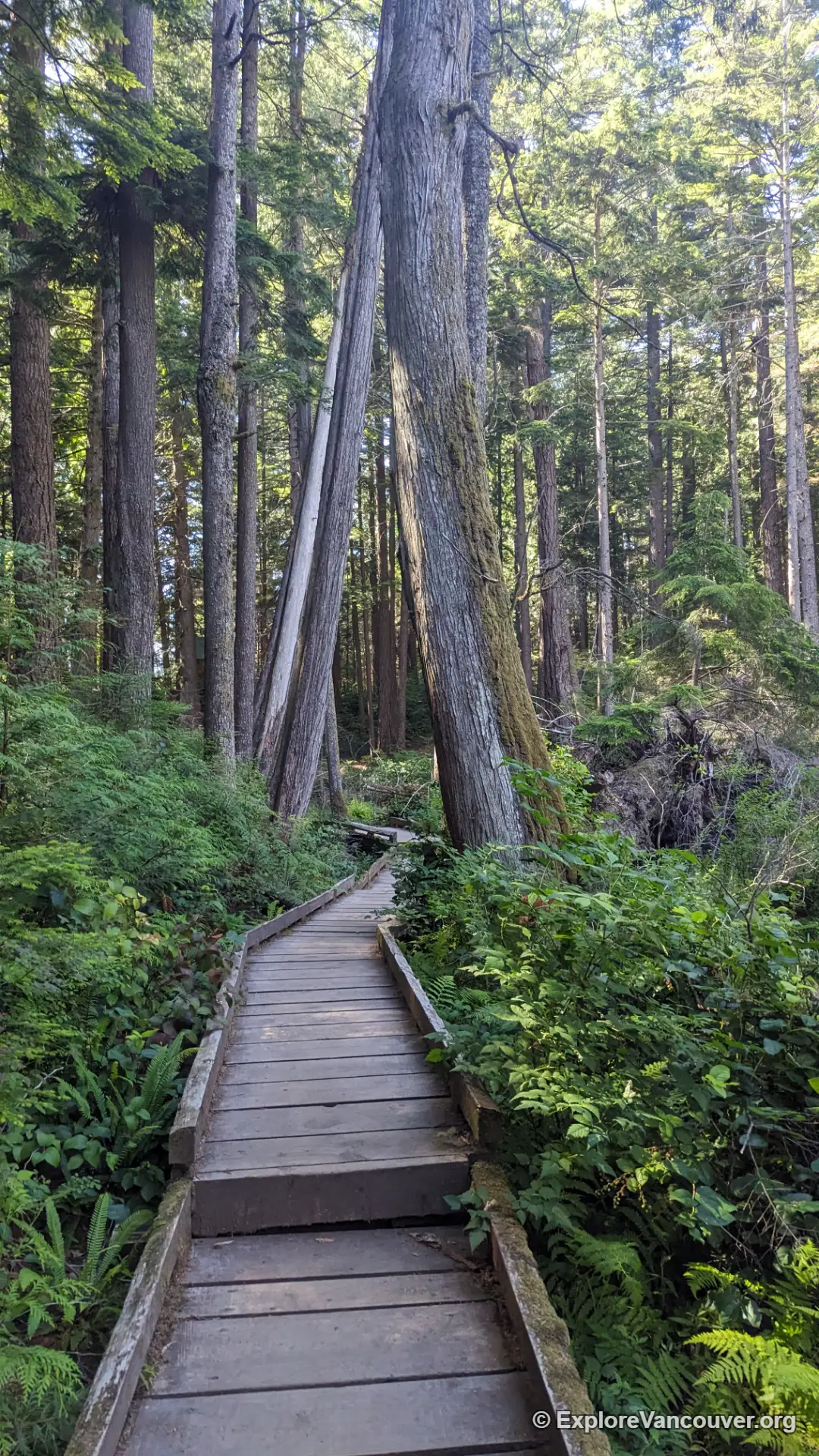 Wooden boardwalk along the shore of Whyte Lake