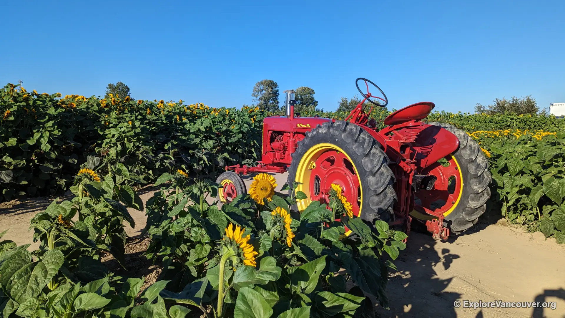 Vintage red tractor photo spot at the Richmond Sunflower Festival