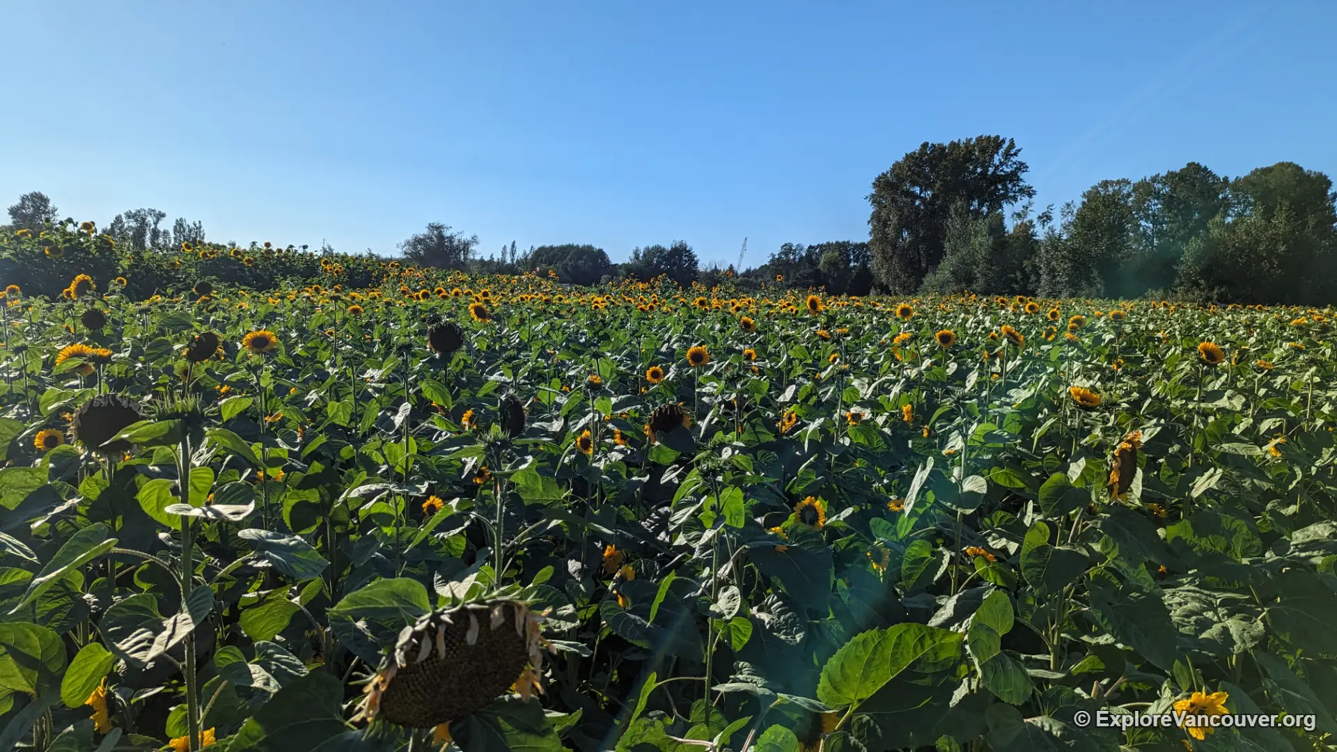 Rows of sunflowers across the Richmond Country Farms fields