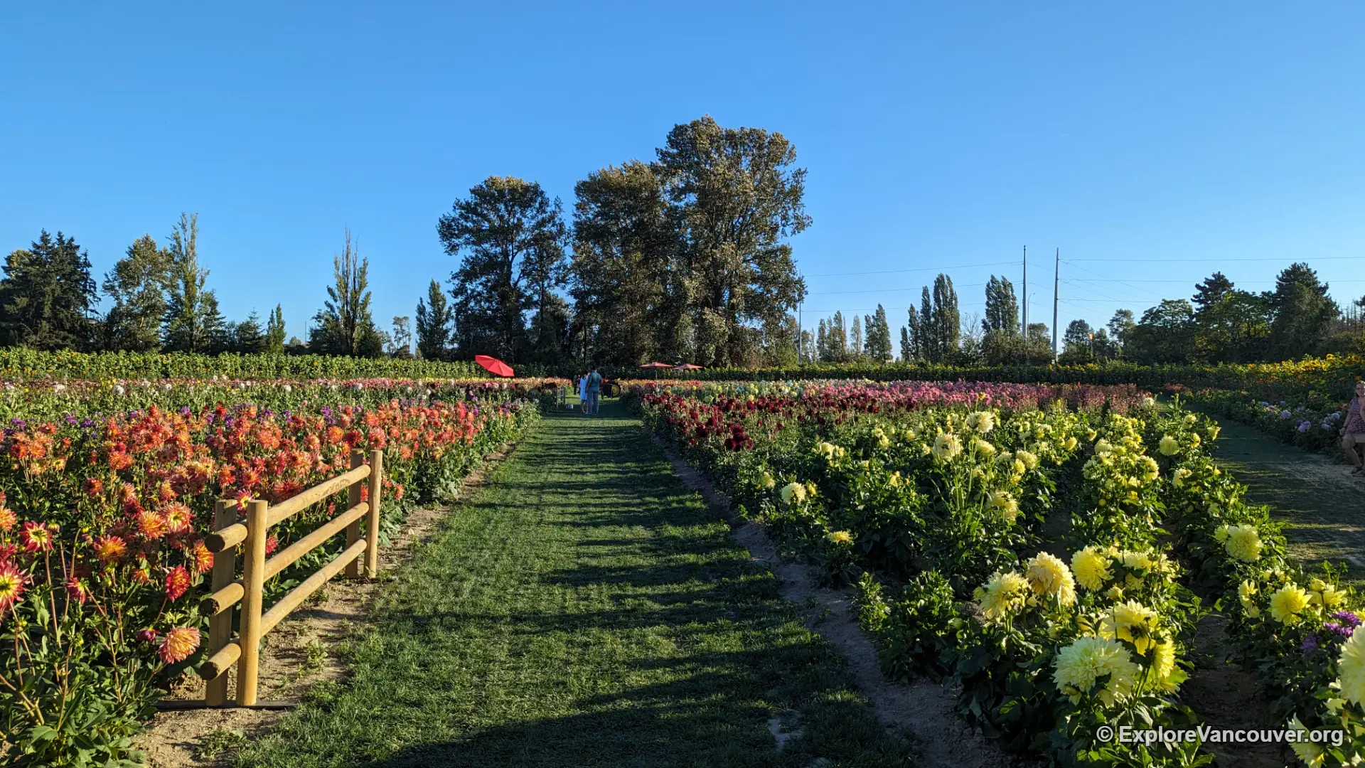 Dahlia and wildflower garden rows near the sunflower fields