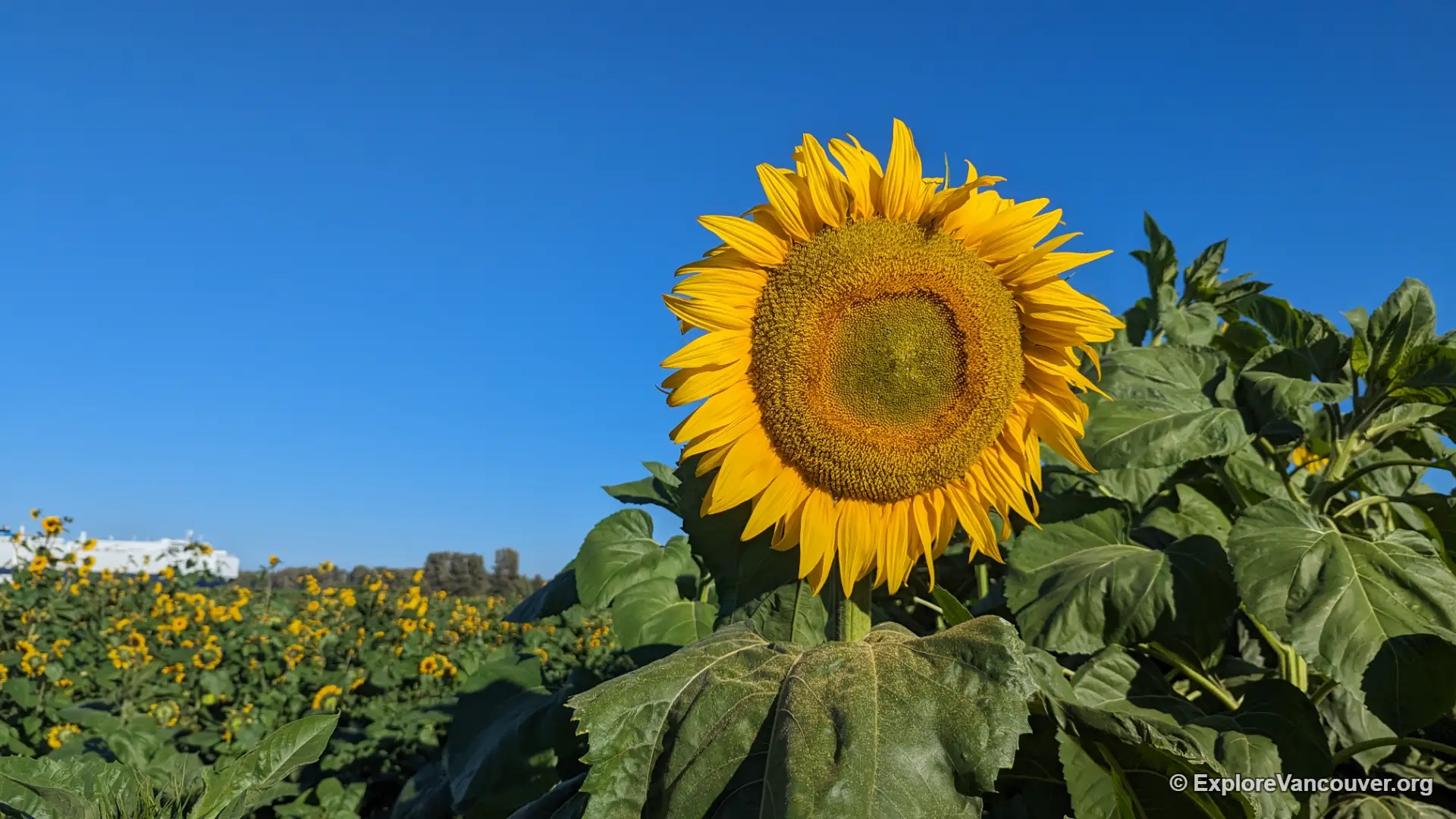 Field of blooming sunflowers at Richmond Sunflower Festival
