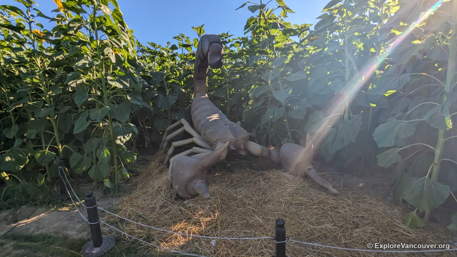 Oversized scorpion display at the Richmond Sunflower Festival
