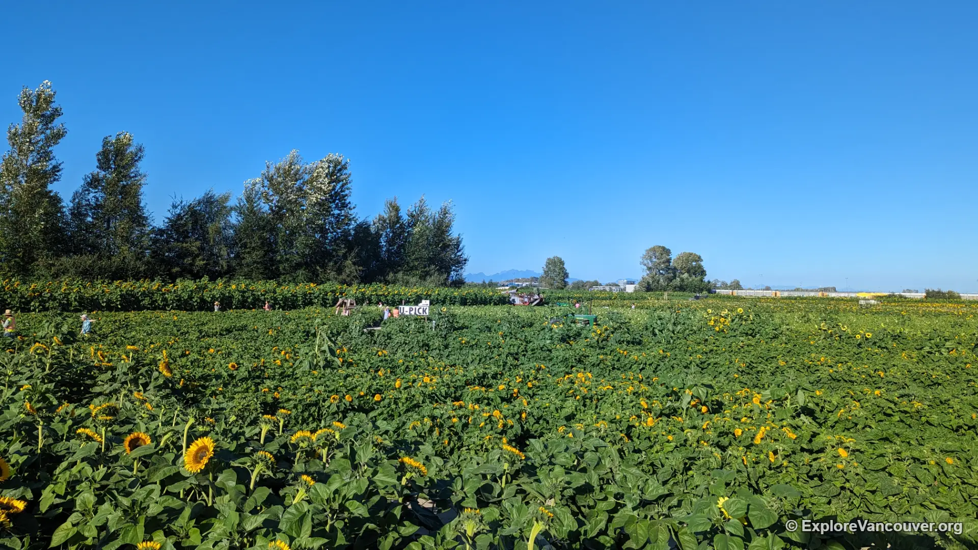 Wildflower garden bed bordering the sunflower field