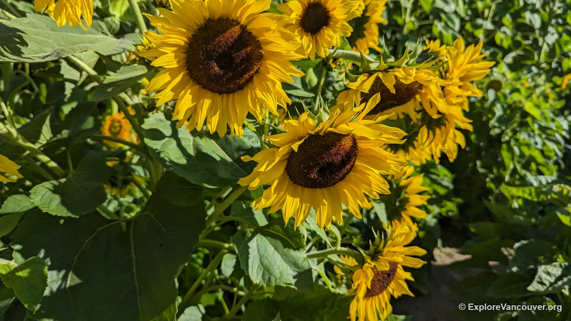 Cluster of tall sunflowers at Richmond Country Farms