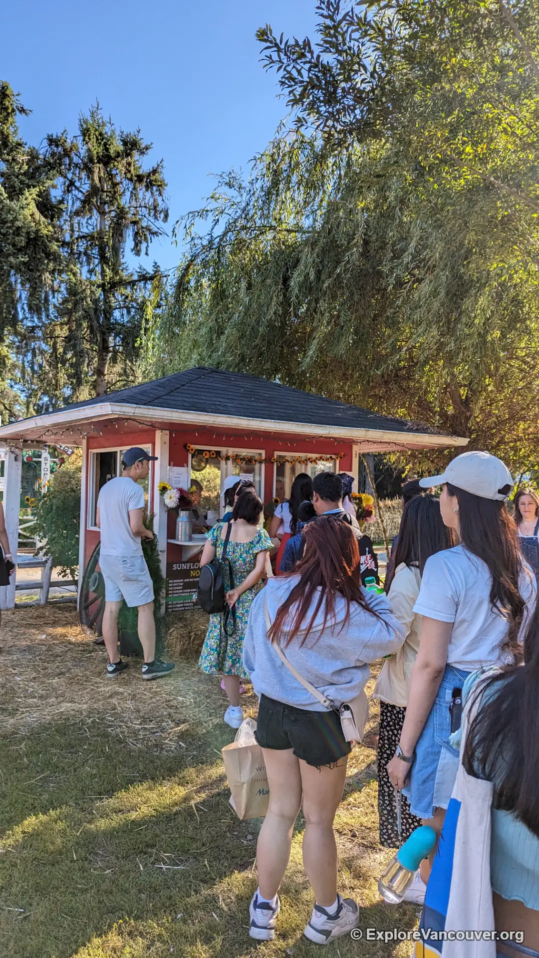 Guests lined up at the entrance gate of the Richmond Sunflower Festival