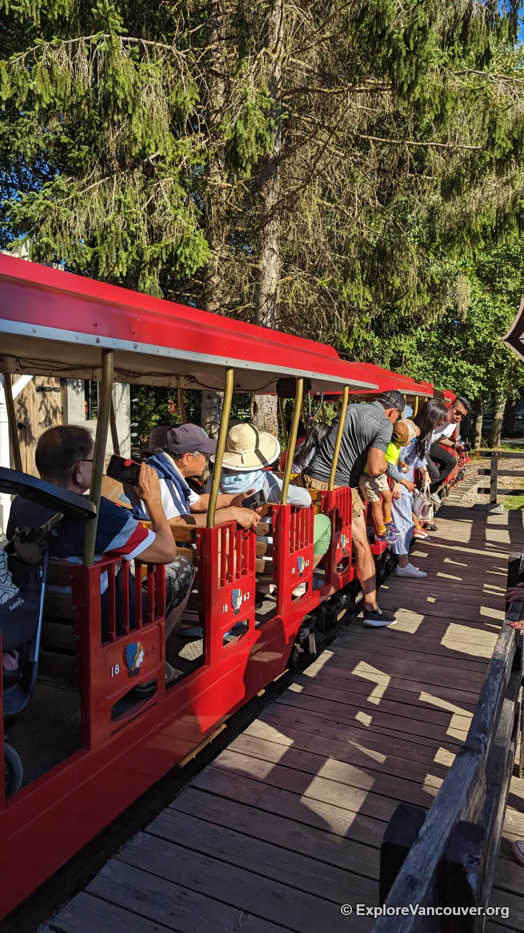 The small train looping past the sunflower rows