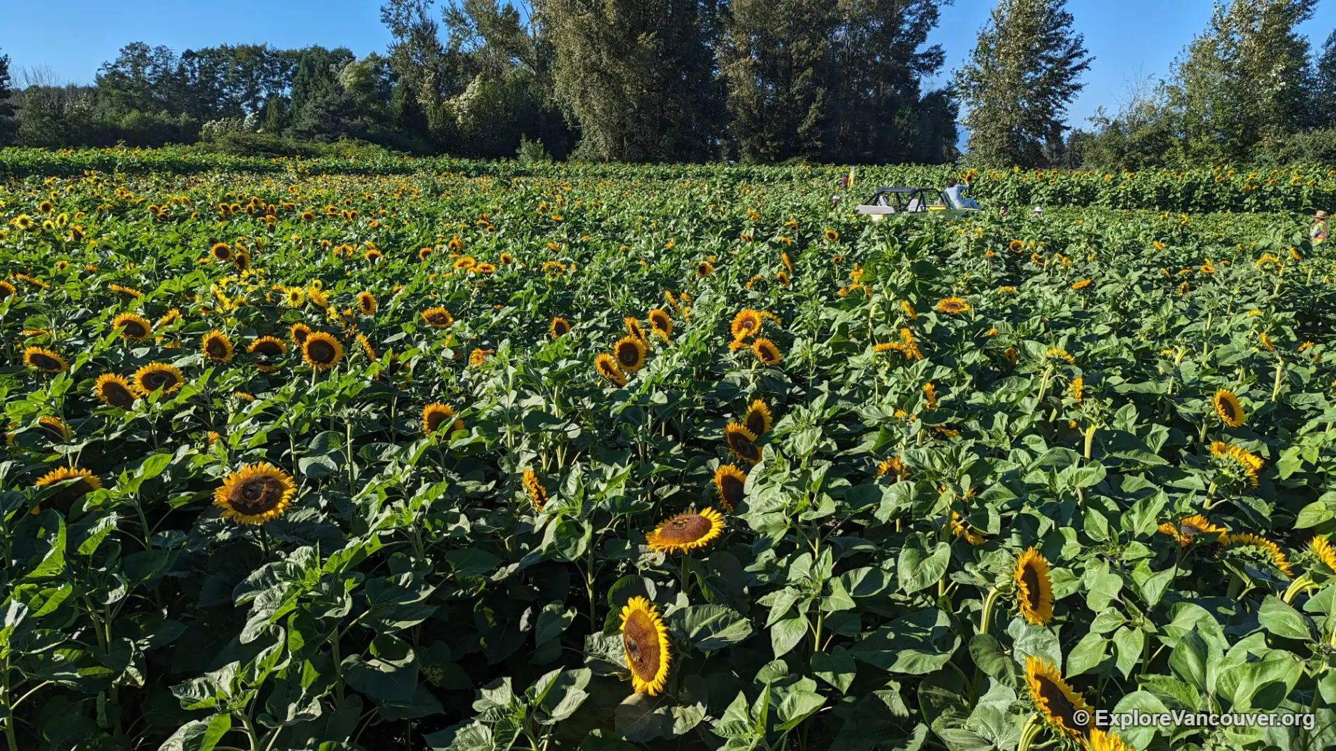 Golden sunflower field at the Richmond Sunflower Festival