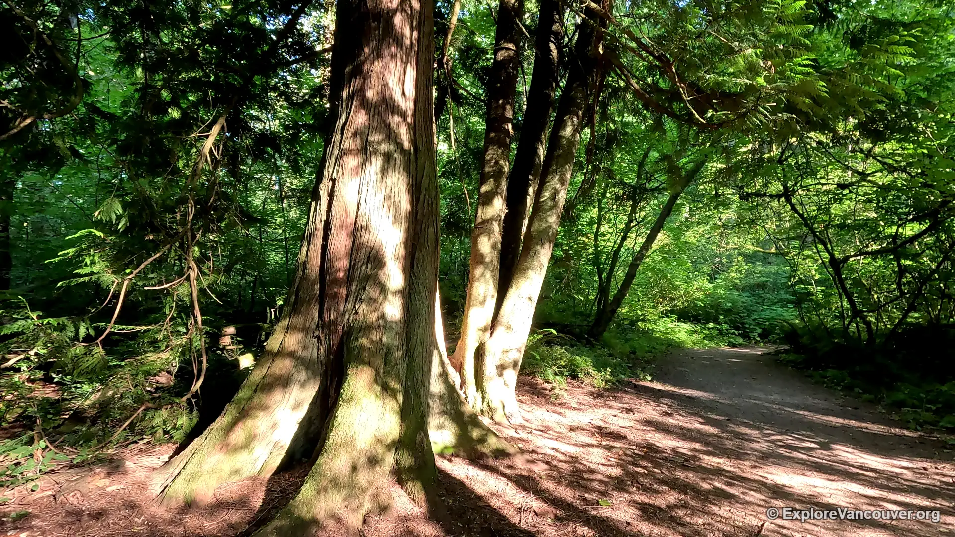 Sunlight through the trees at Redwood Park