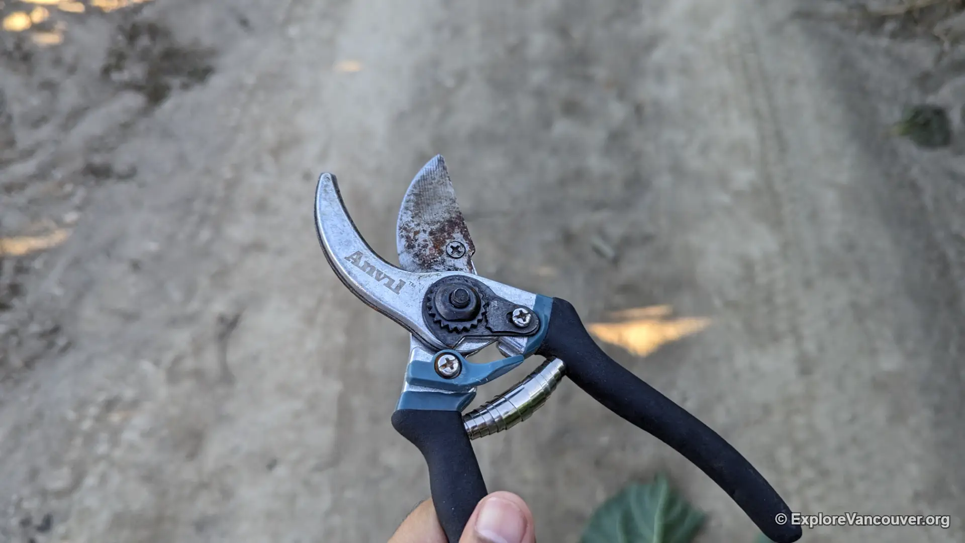 Pruning shears set out for the sunflower U-pick area