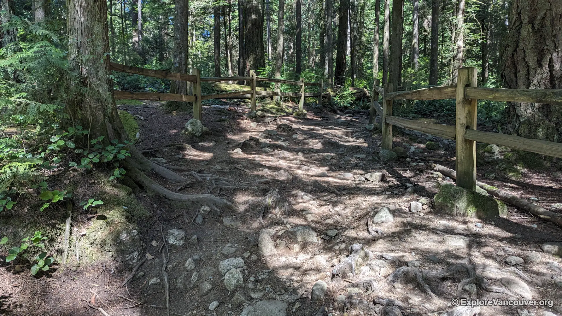 Rocky section of the Whyte Lake trail through the forest