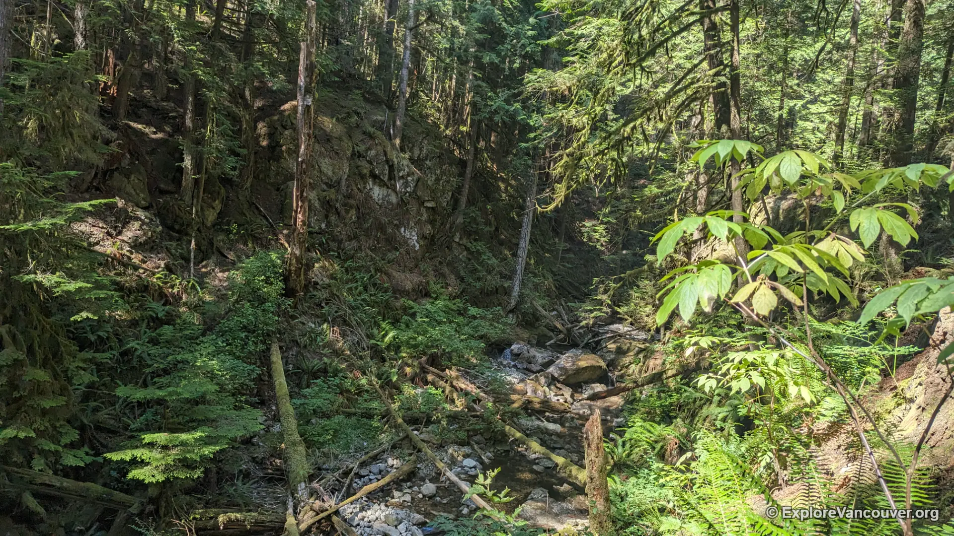 Tall trees lining the Whyte Lake trail