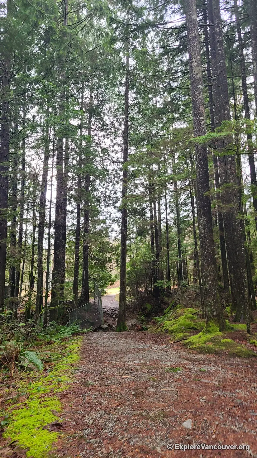 Forest trail along the south side of Alouette Lake