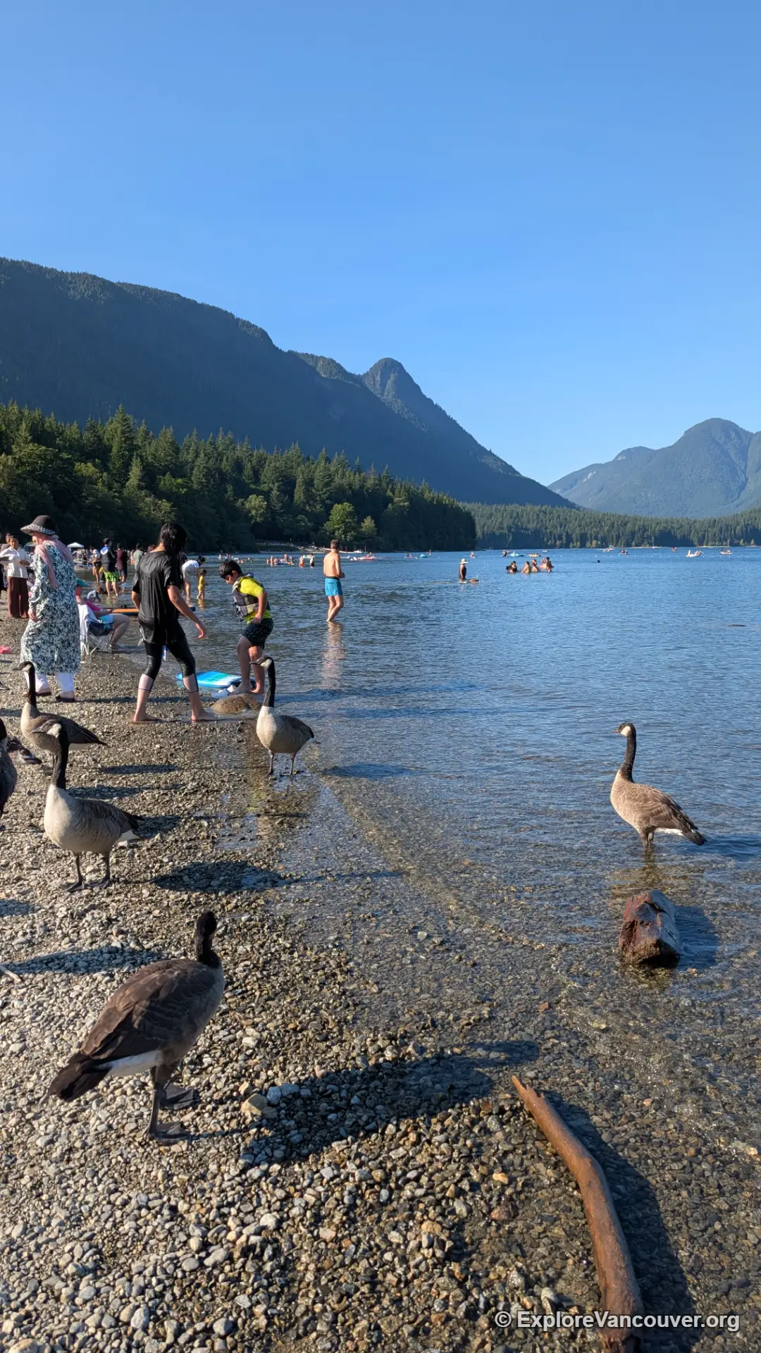 Visitors wading in shallow water at Alouette Lake with a duck nearby