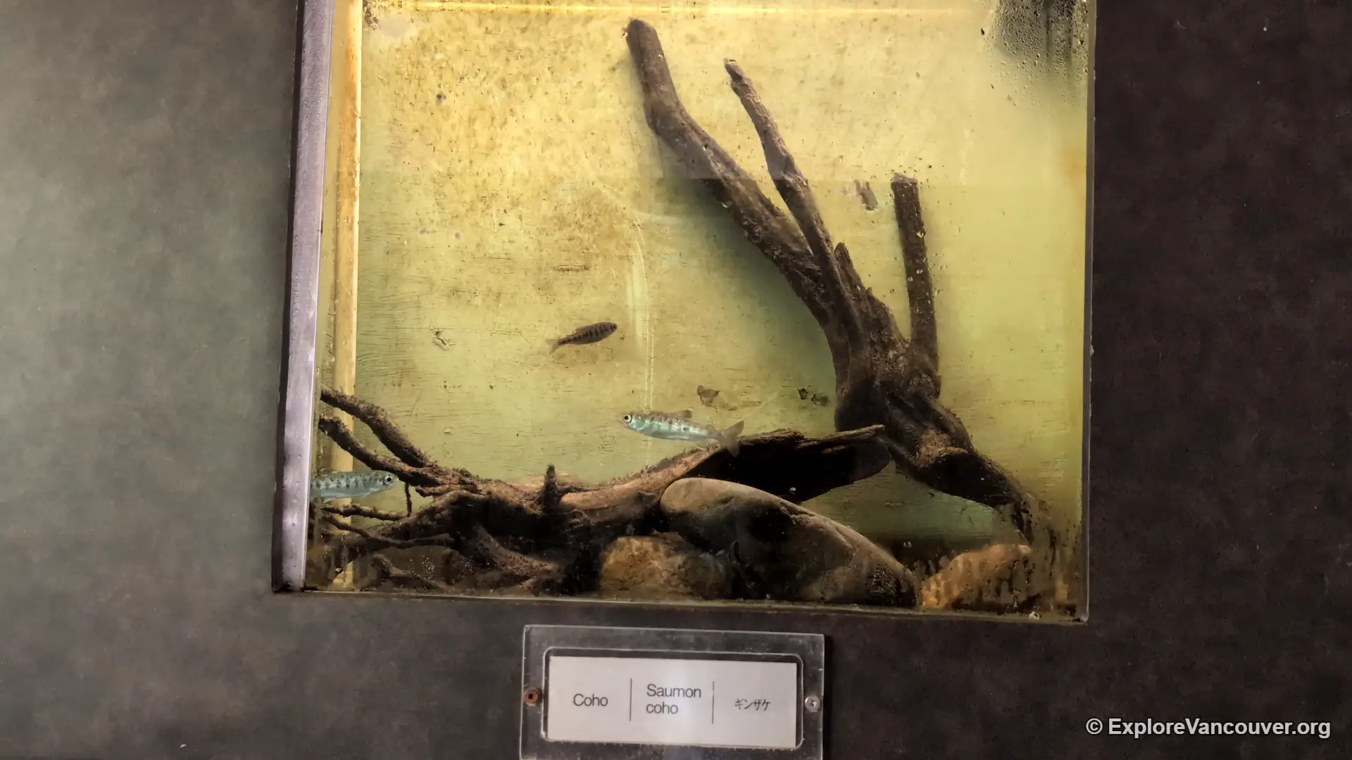 Young coho salmon in a rearing tank at the hatchery
