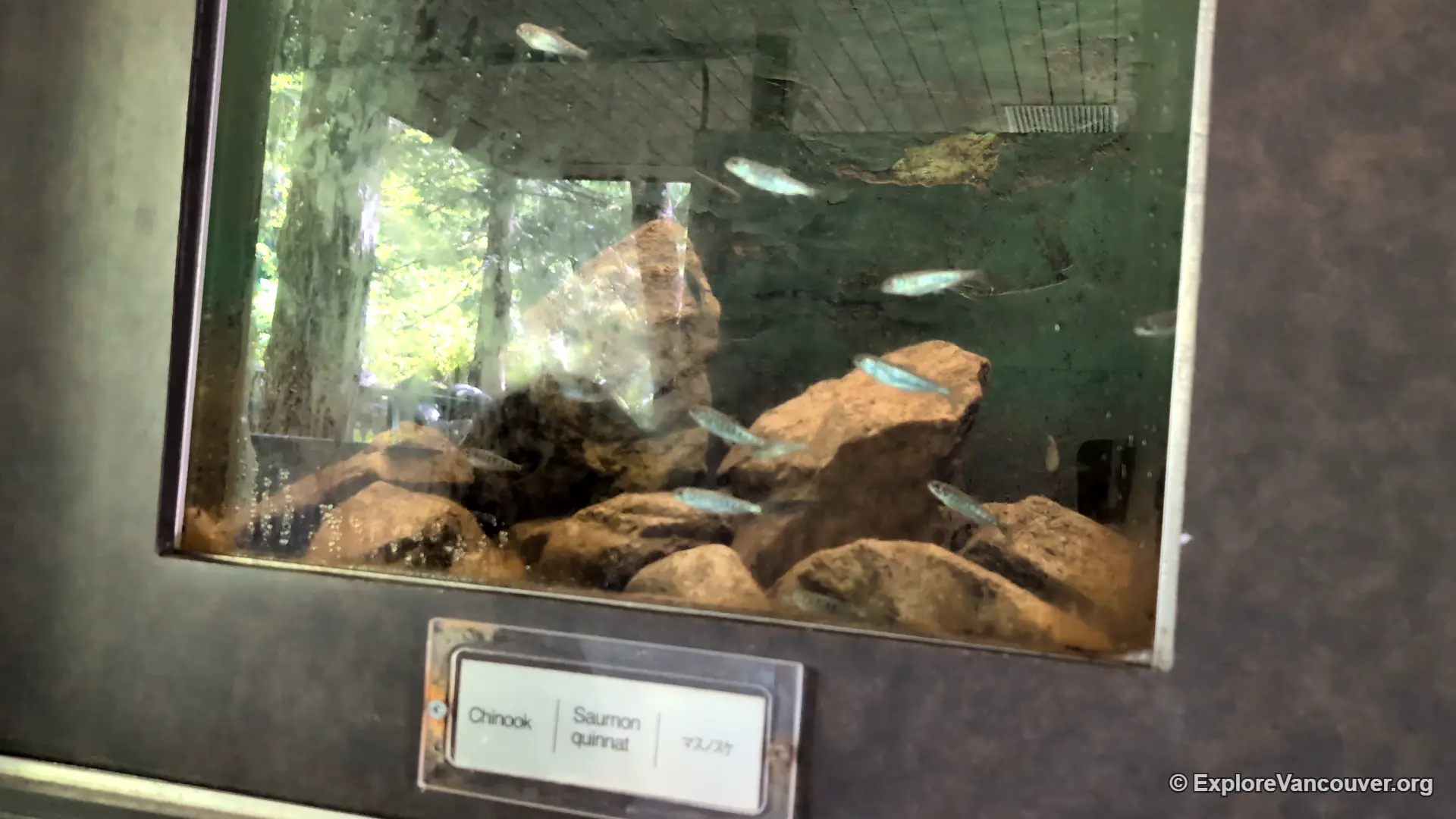Chinook salmon visible through a glass viewing window at the hatchery