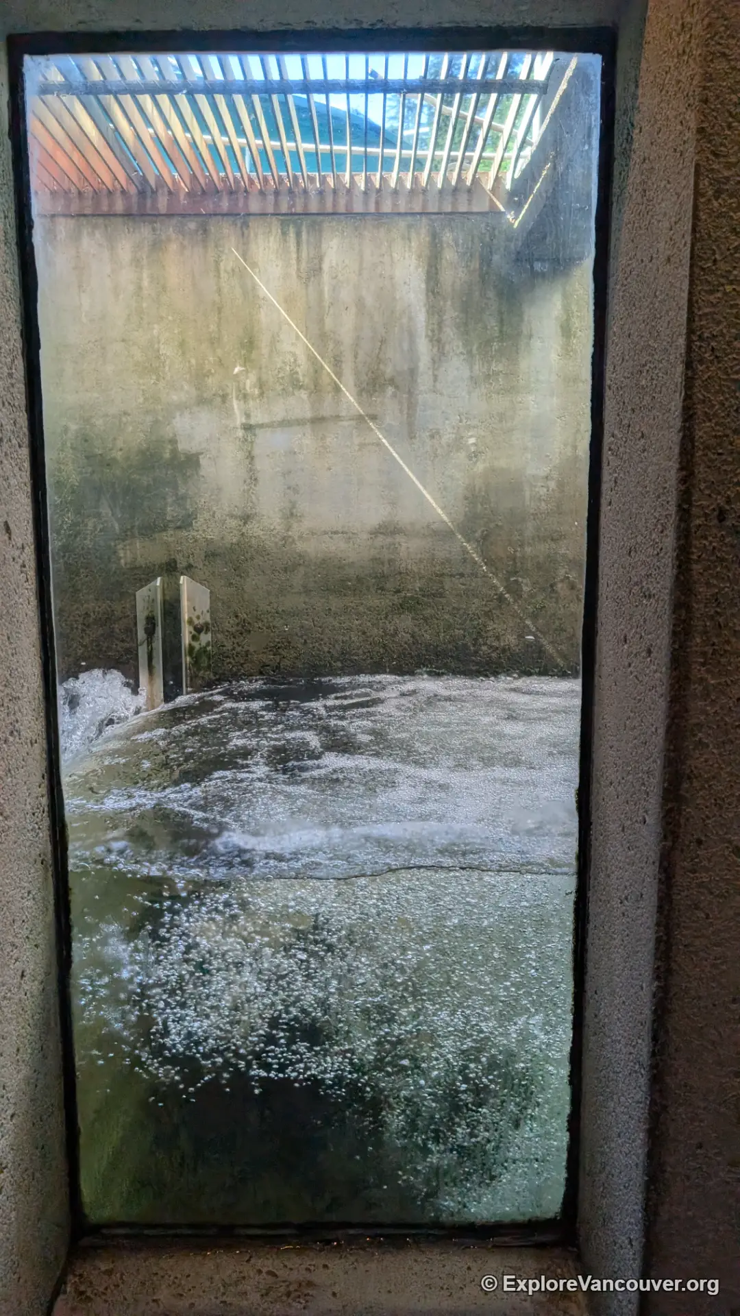 Salmon moving up the water steps of the fish ladder