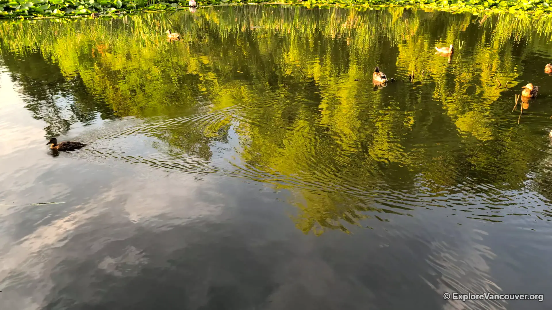Additional pond view at Diefenbaker Park