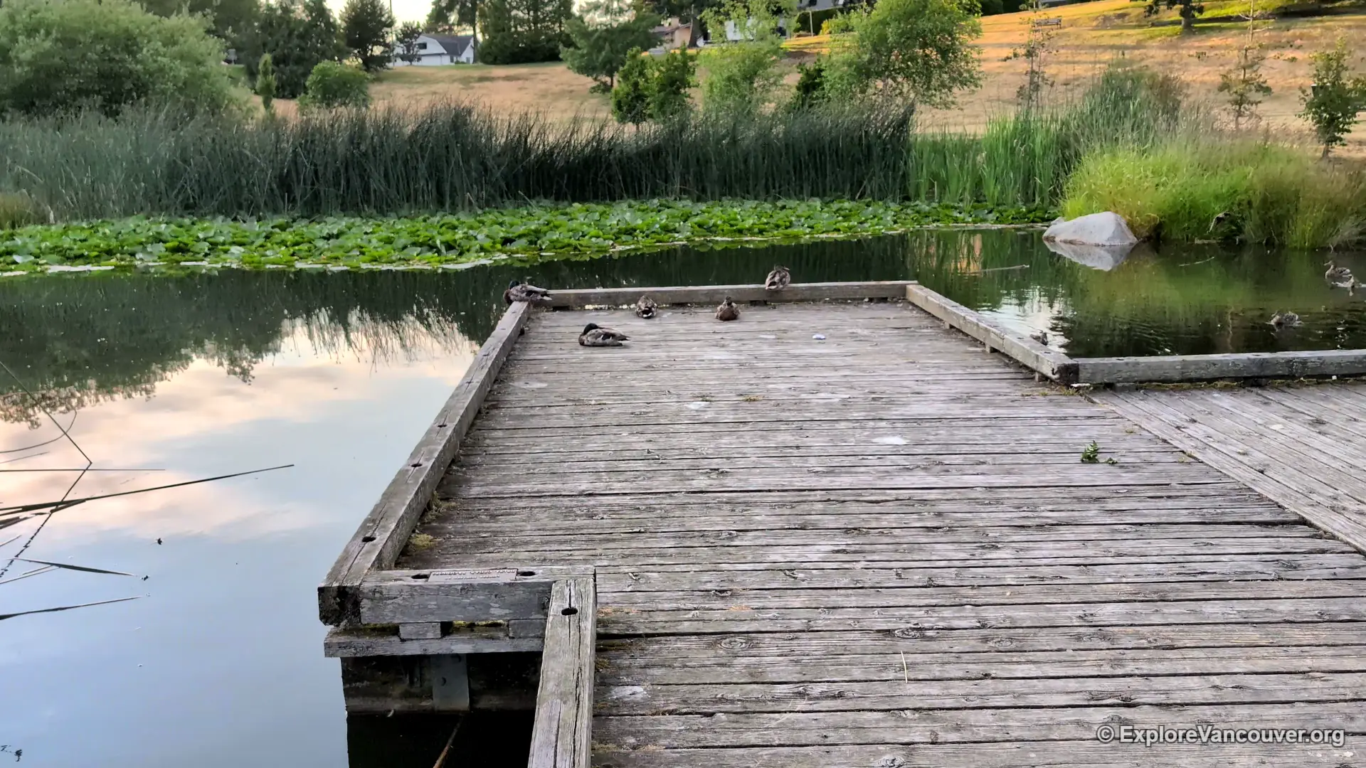 Boardwalk through the pond at Diefenbaker Park in Delta