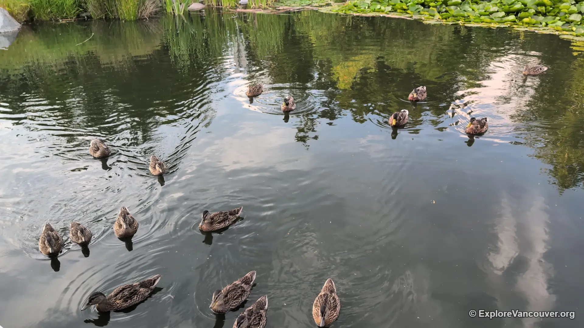 Ducks on the pond at Diefenbaker Park