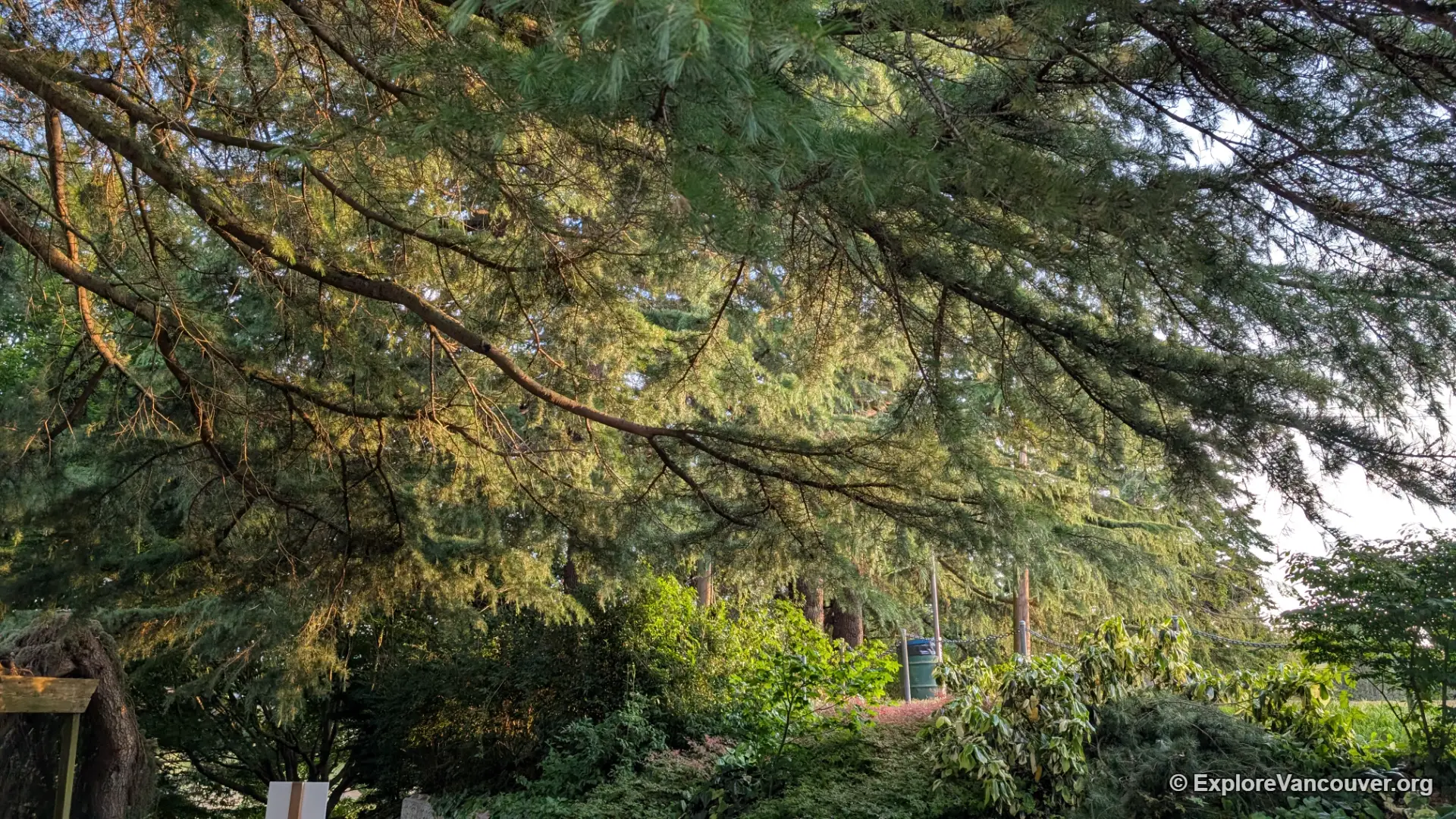 Mature trees along the Diefenbaker Park grounds