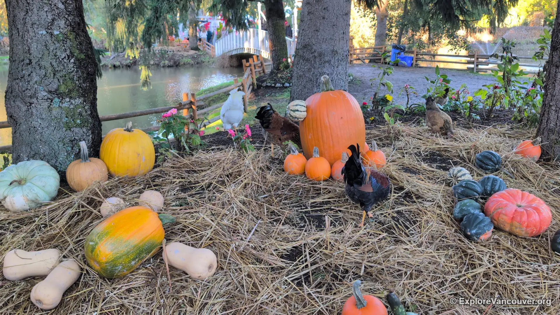 Pumpkin patch at Richmond Country Farms in Richmond BC