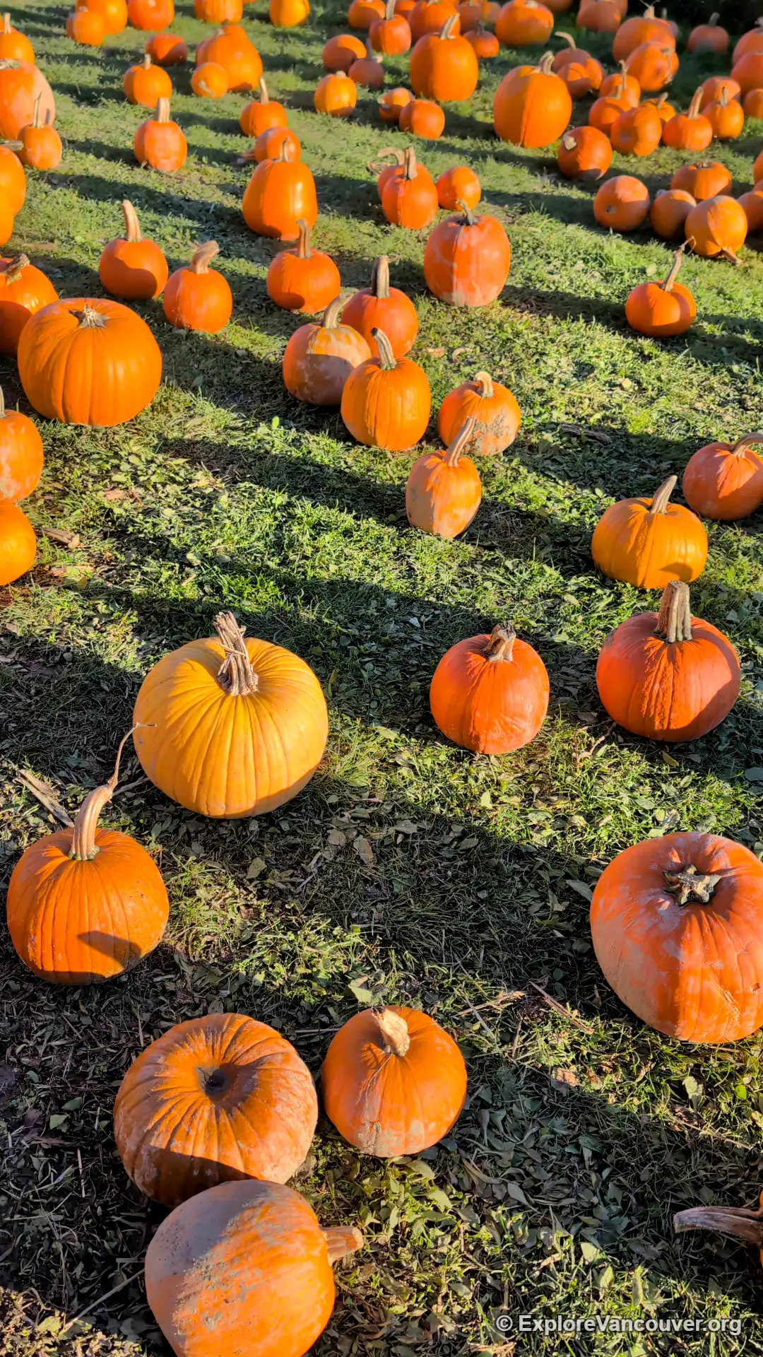 Pumpkin patch fields at Richmond Country Farms
