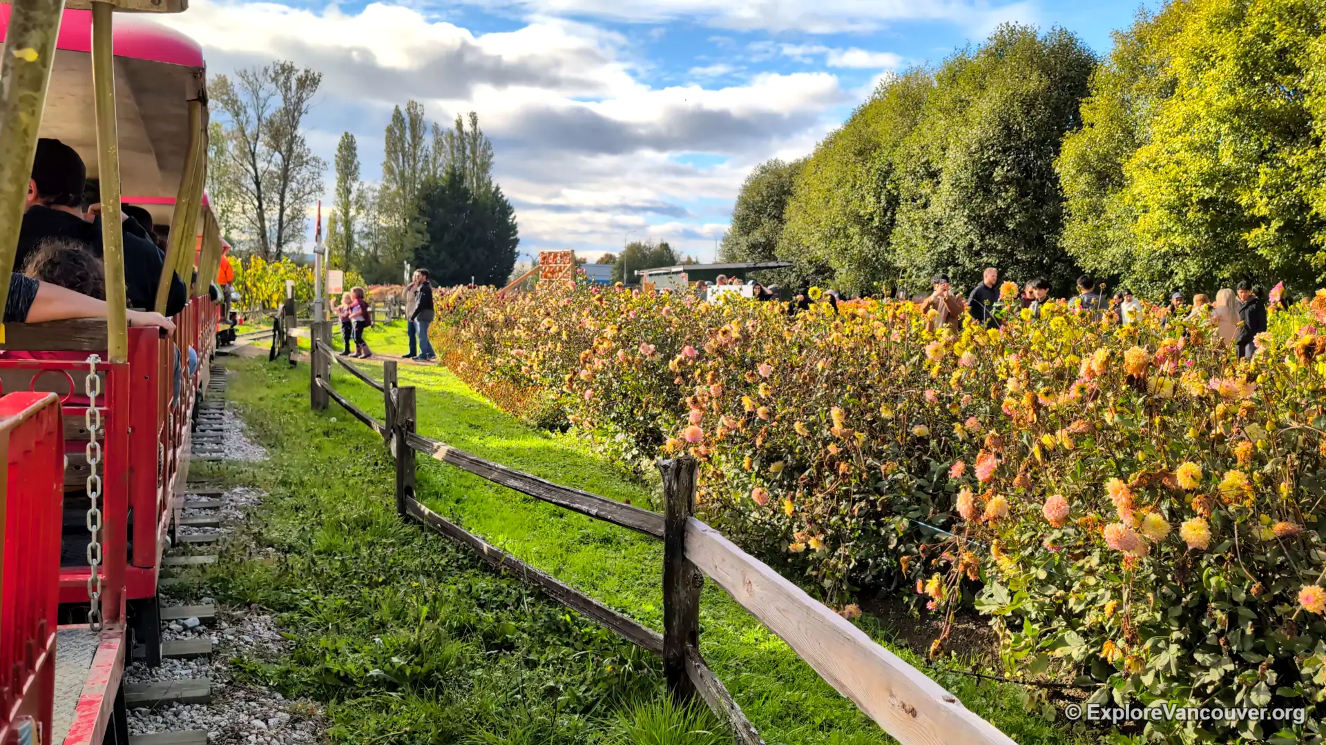Pumpkin patch train at Richmond Country Farms in fall