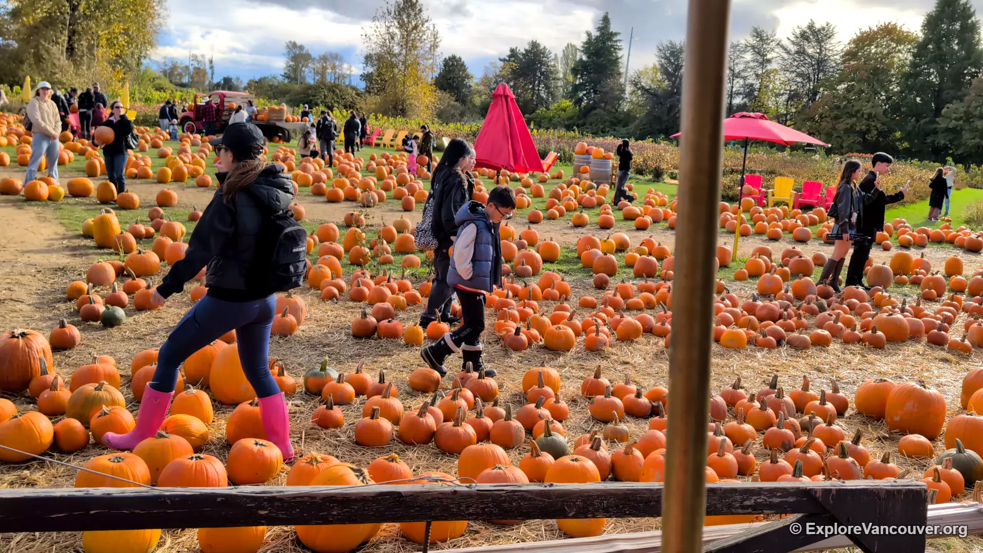 Visitors walking through the pumpkin patch