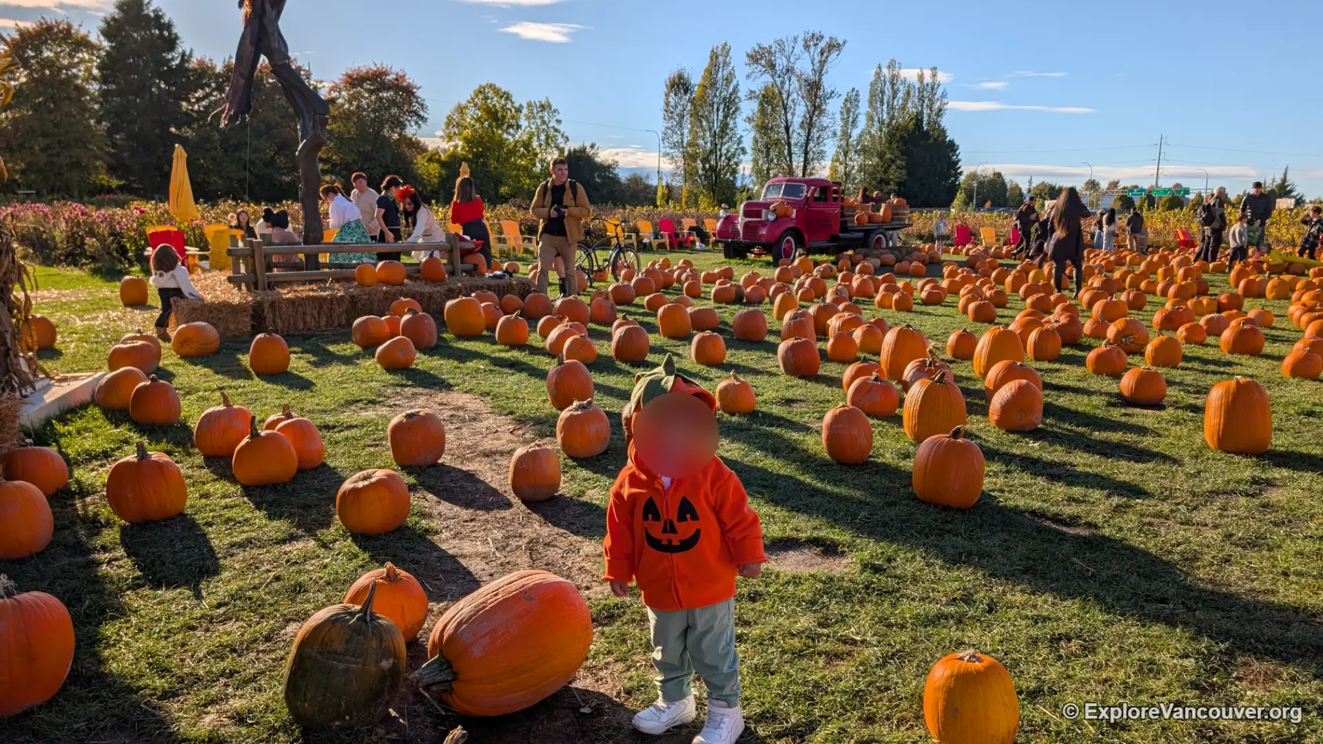 Pumpkin farm fields at Richmond Country Farms