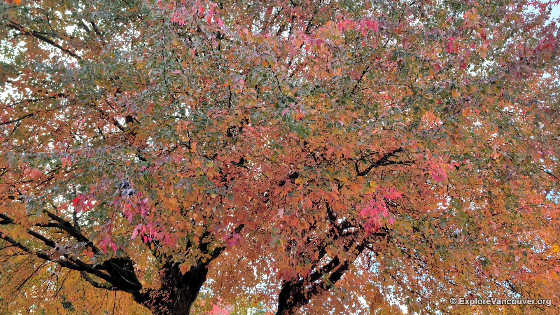 Fall leaves on a tree at Trout Lake, Vancouver