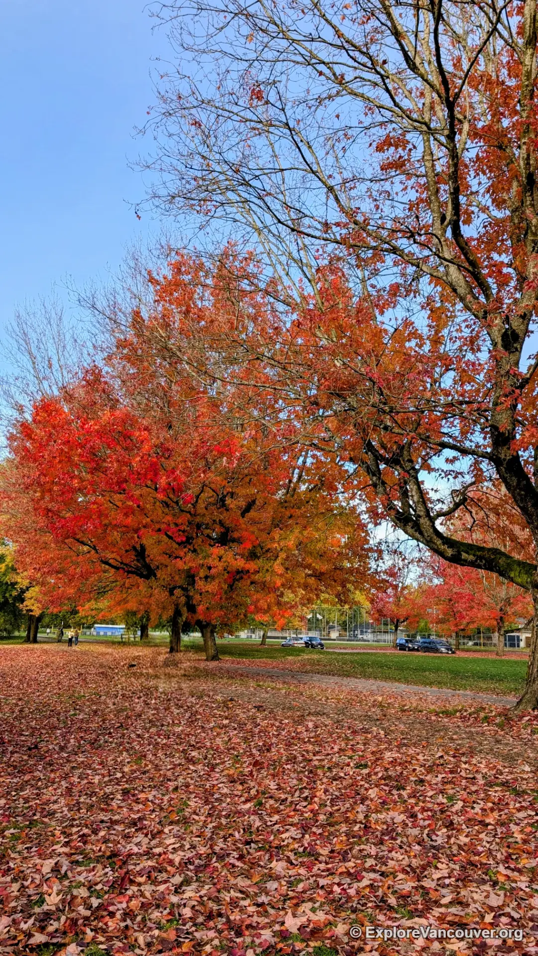 Vertical view of fall colour at Trout Lake, Vancouver