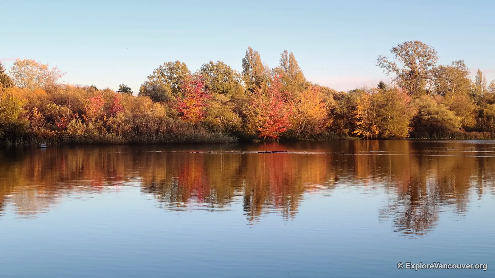 Trout Lake in John Hendry Park, Vancouver, home of the Saturday farmers market