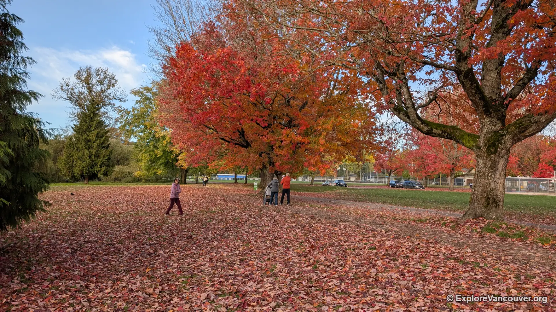 Fallen fall leaves at Trout Lake in Vancouver