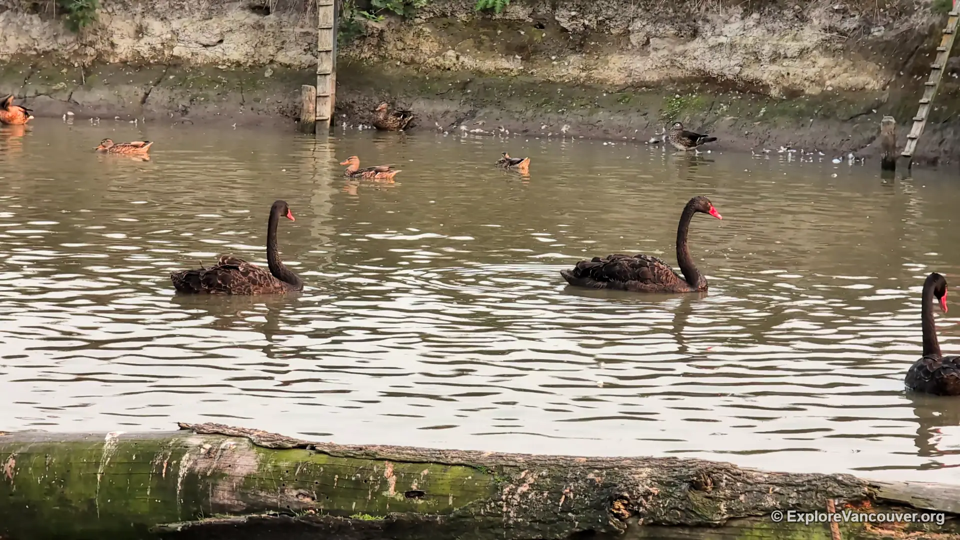 Black swans at UU Family Farm in Richmond BC