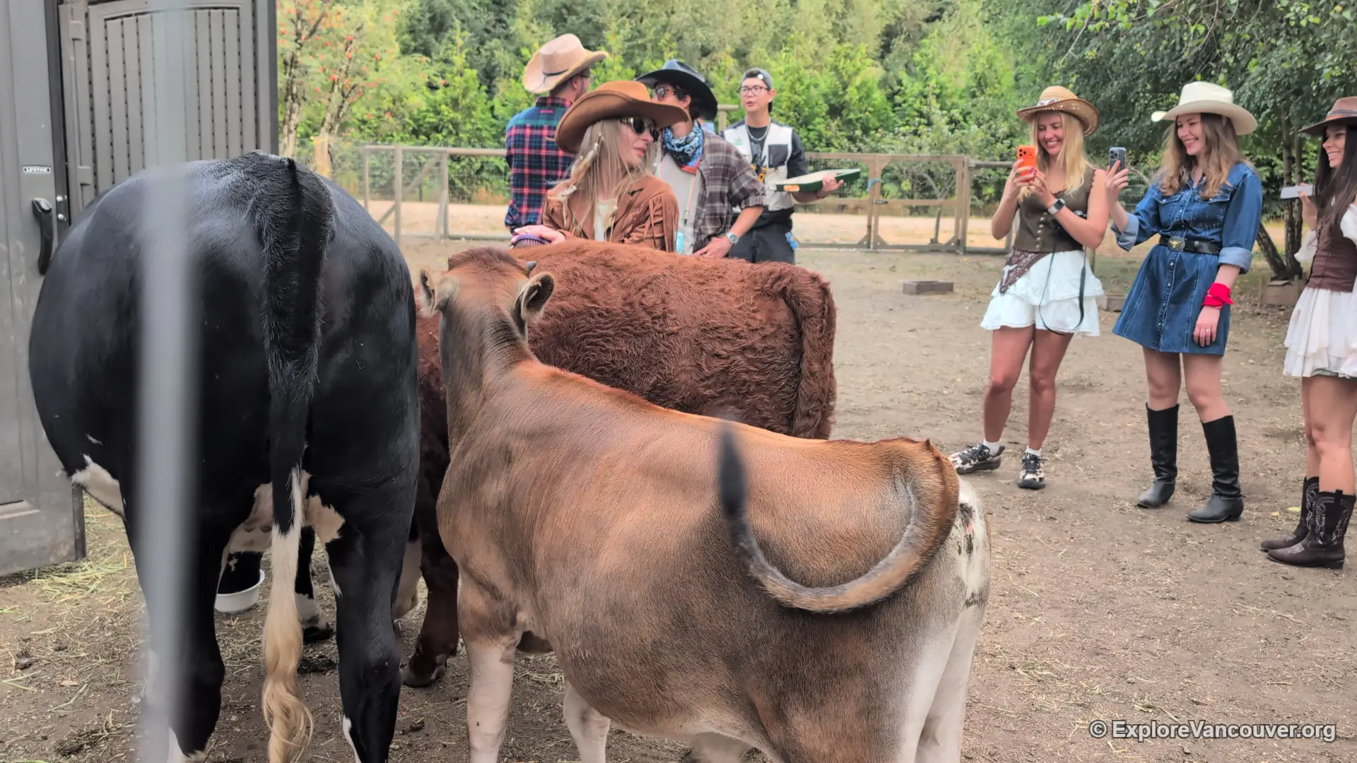Cows at UU Family Farm in Richmond BC