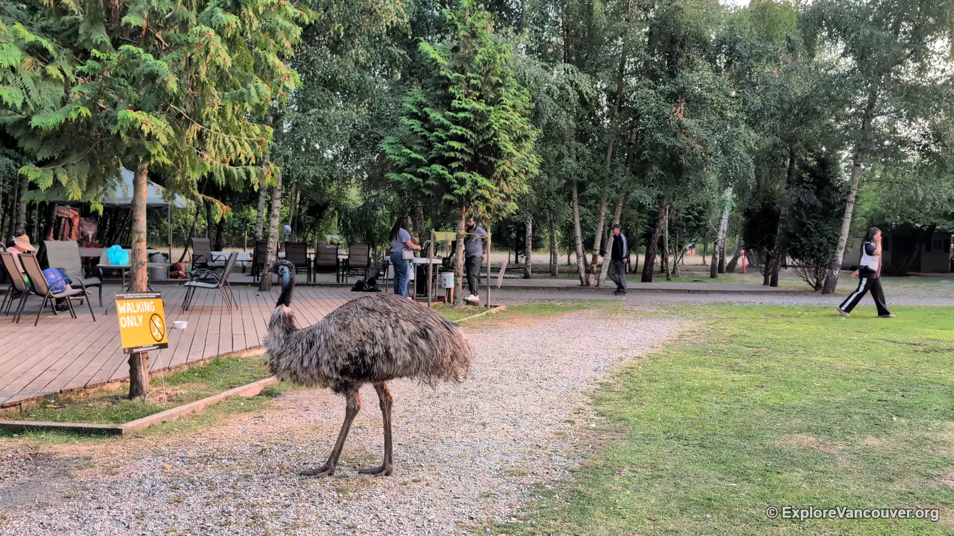 Emu greeting visitors near the entrance of UU Family Farm in Richmond BC
