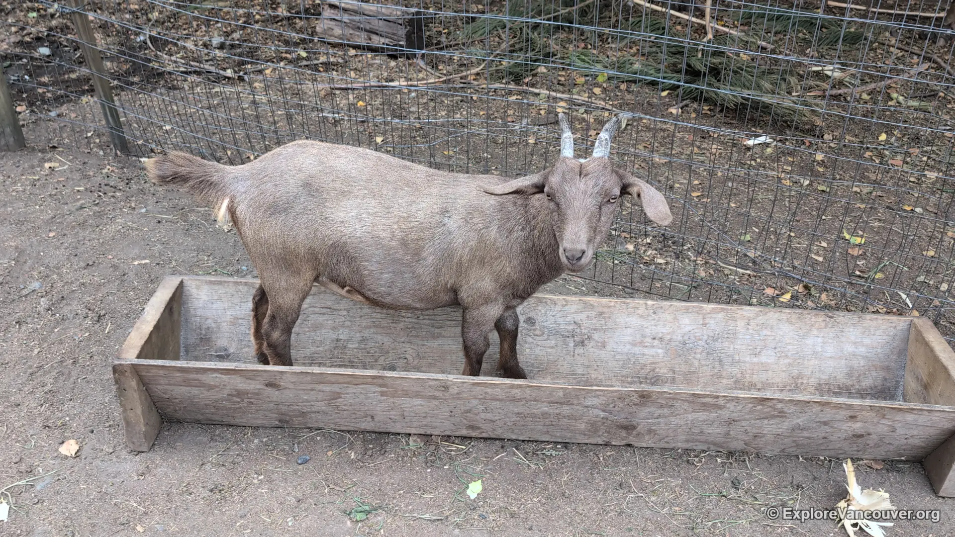 Goat close-up at UU Family Farm in Richmond BC