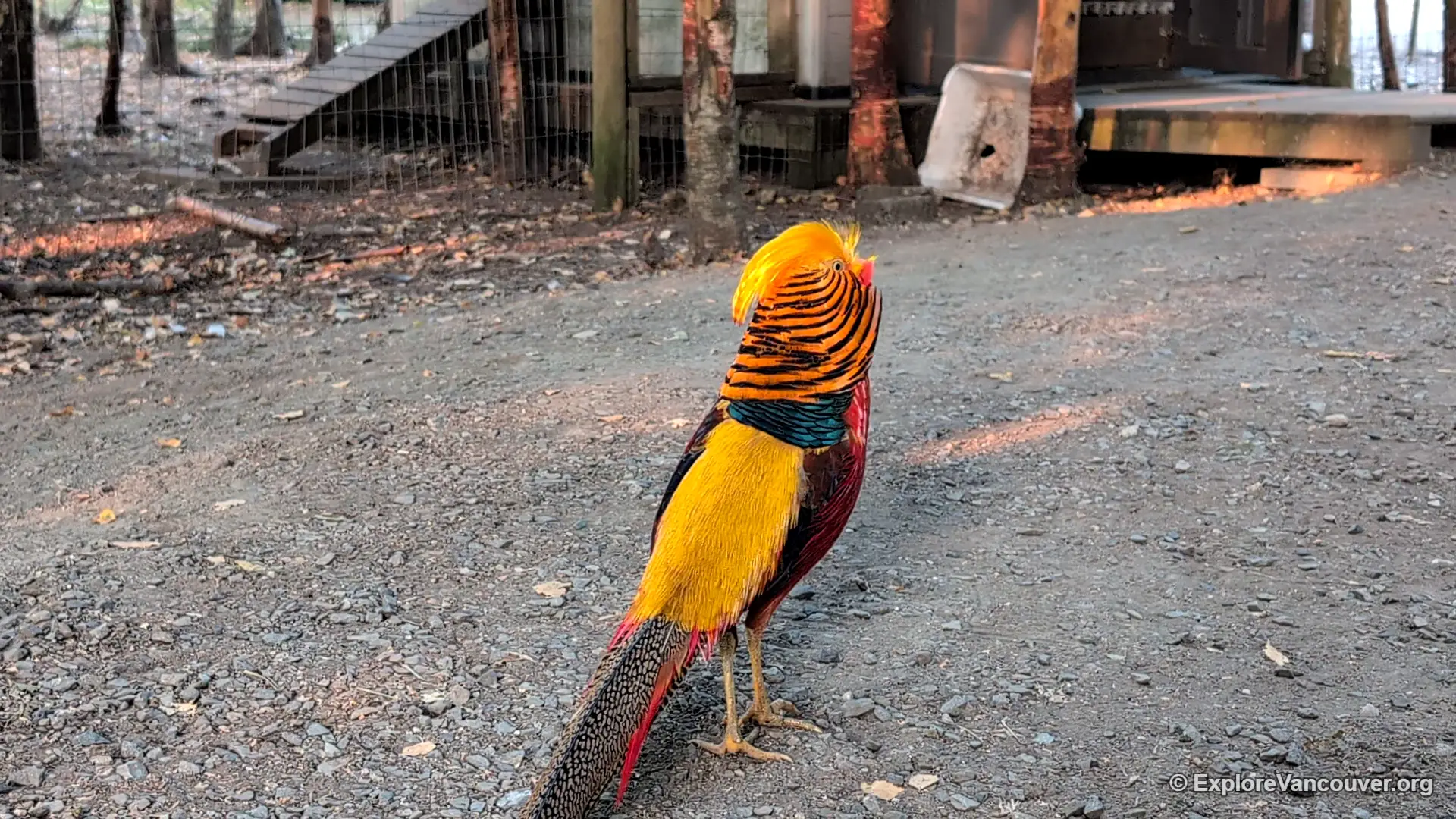 Golden pheasant at UU Family Farm in Richmond BC