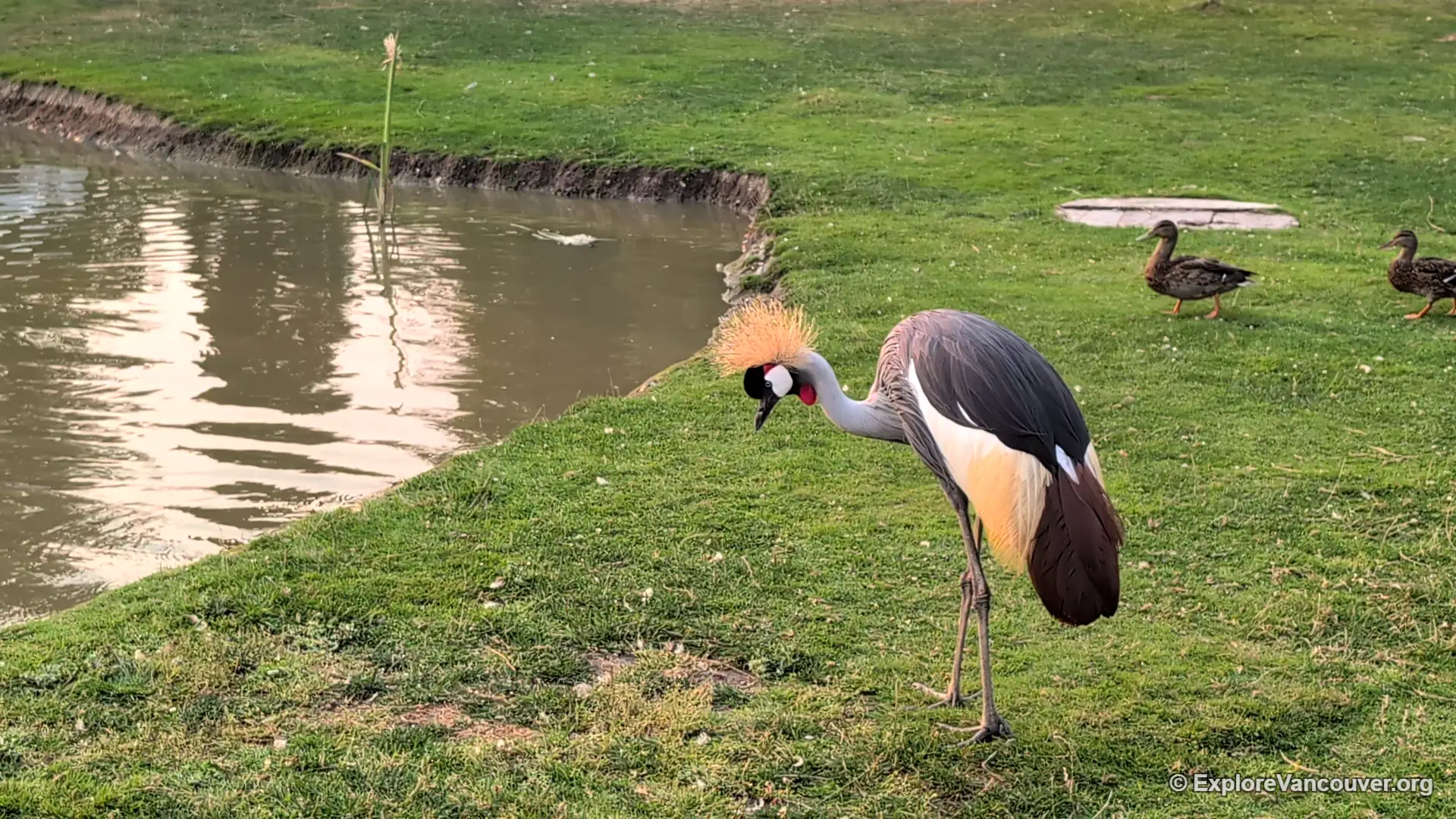 Grey crowned crane at UU Family Farm in Richmond BC