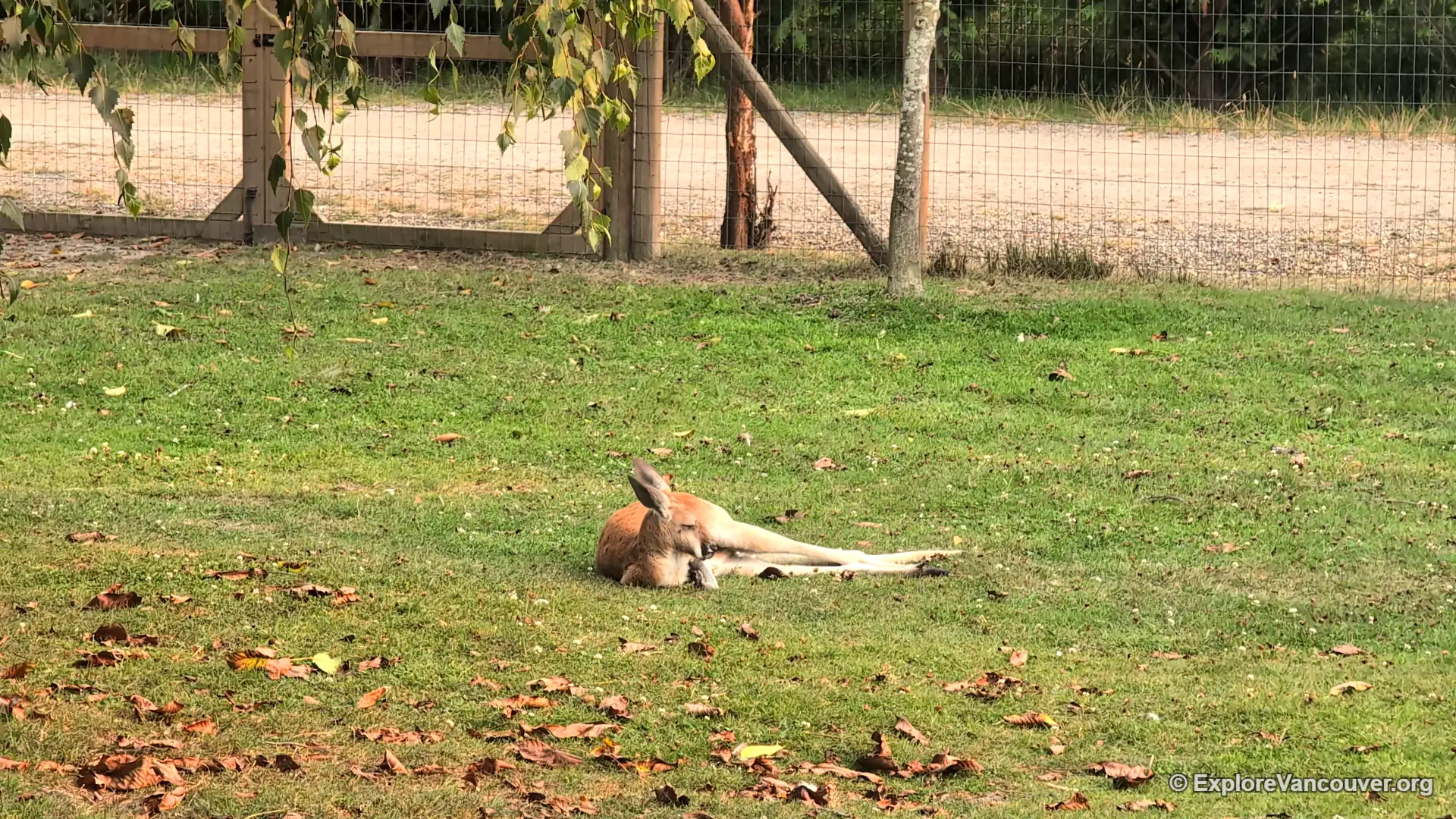 Kangaroo at UU Family Farm in Richmond BC