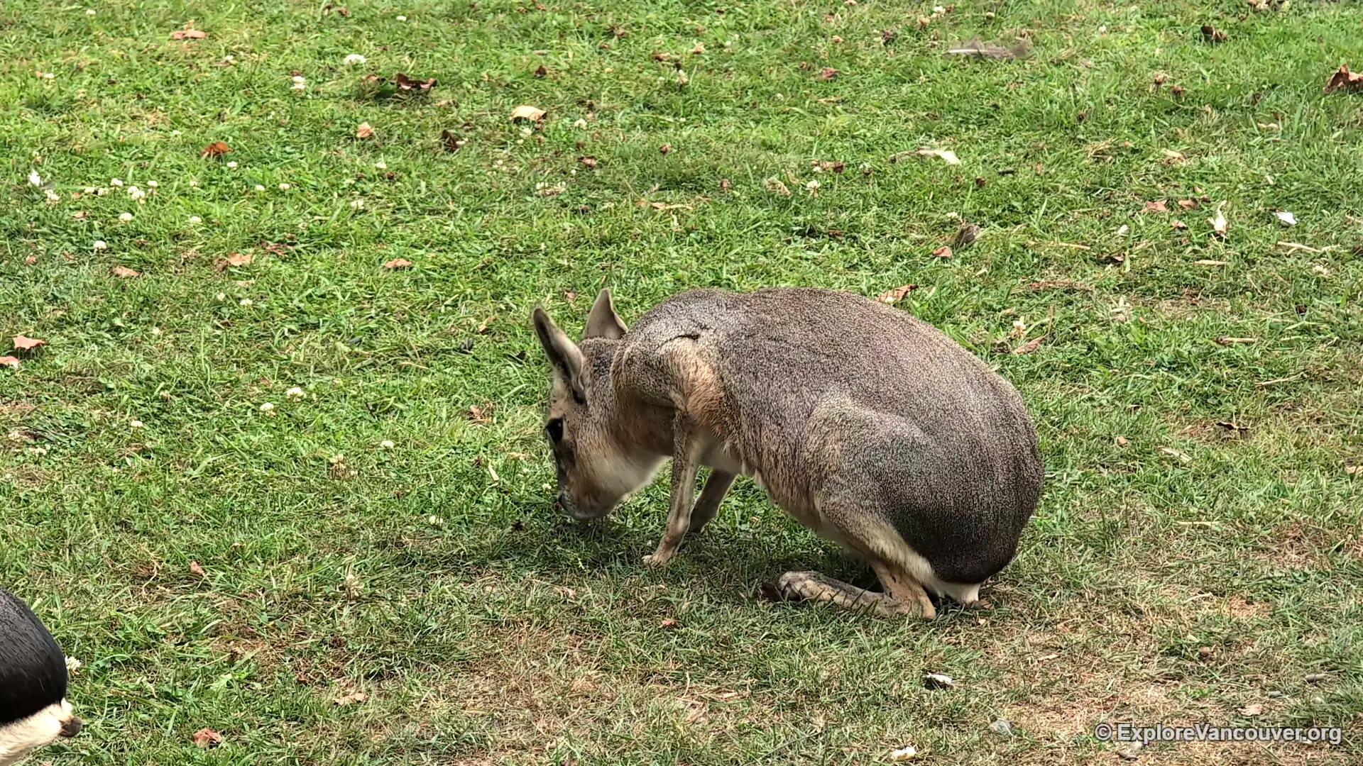 Patagonian mara at UU Family Farm in Richmond BC
