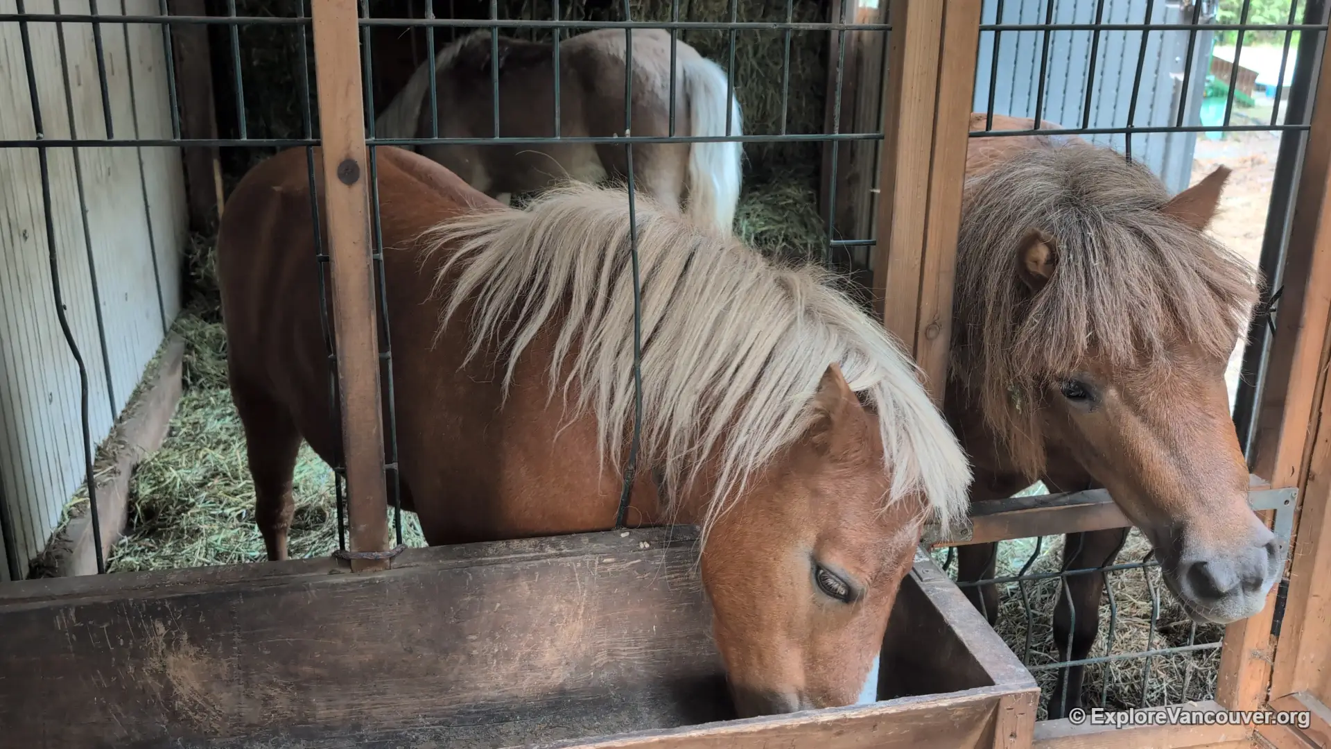 Pony at UU Family Farm in Richmond BC