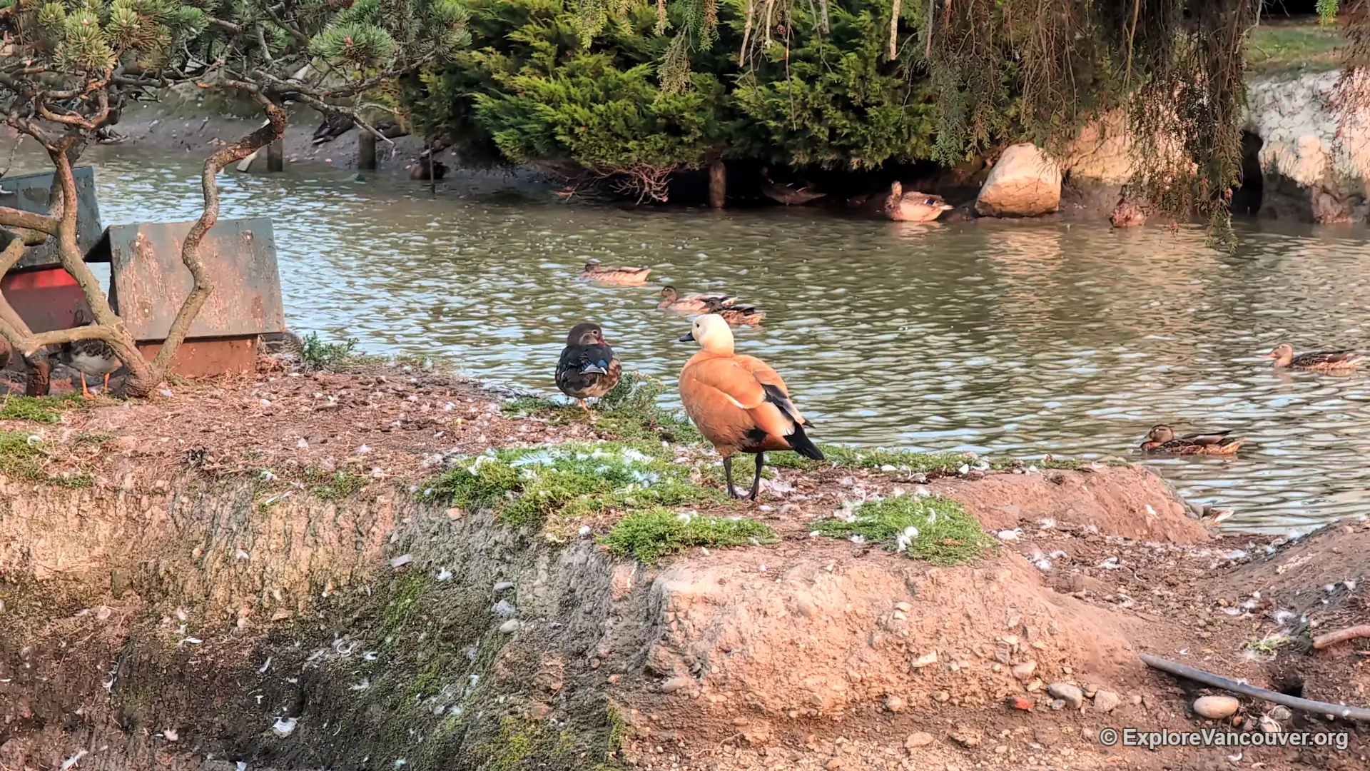 Ruddy shelduck at UU Family Farm in Richmond BC
