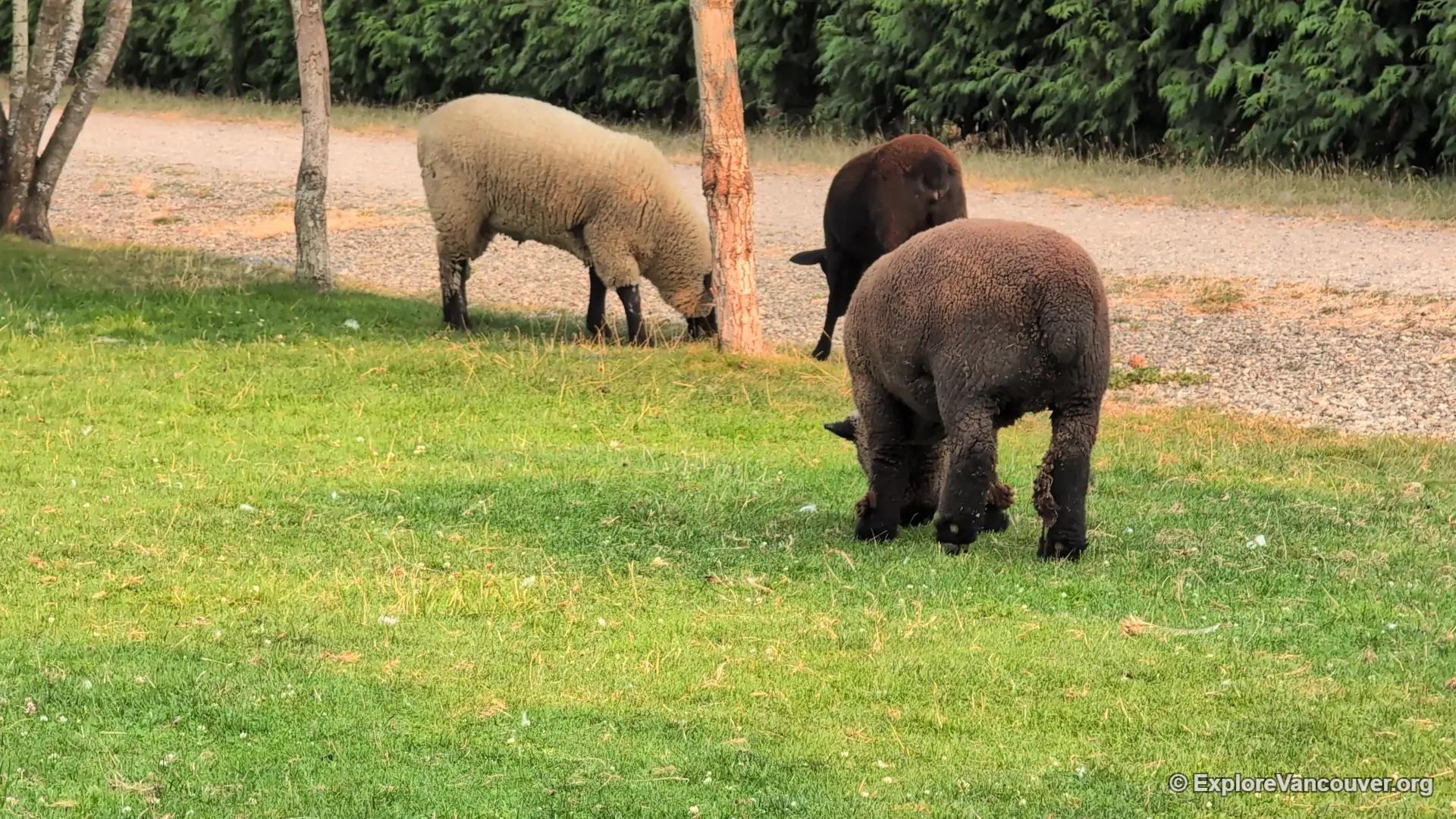 Sheep and lamb at UU Family Farm in Richmond BC