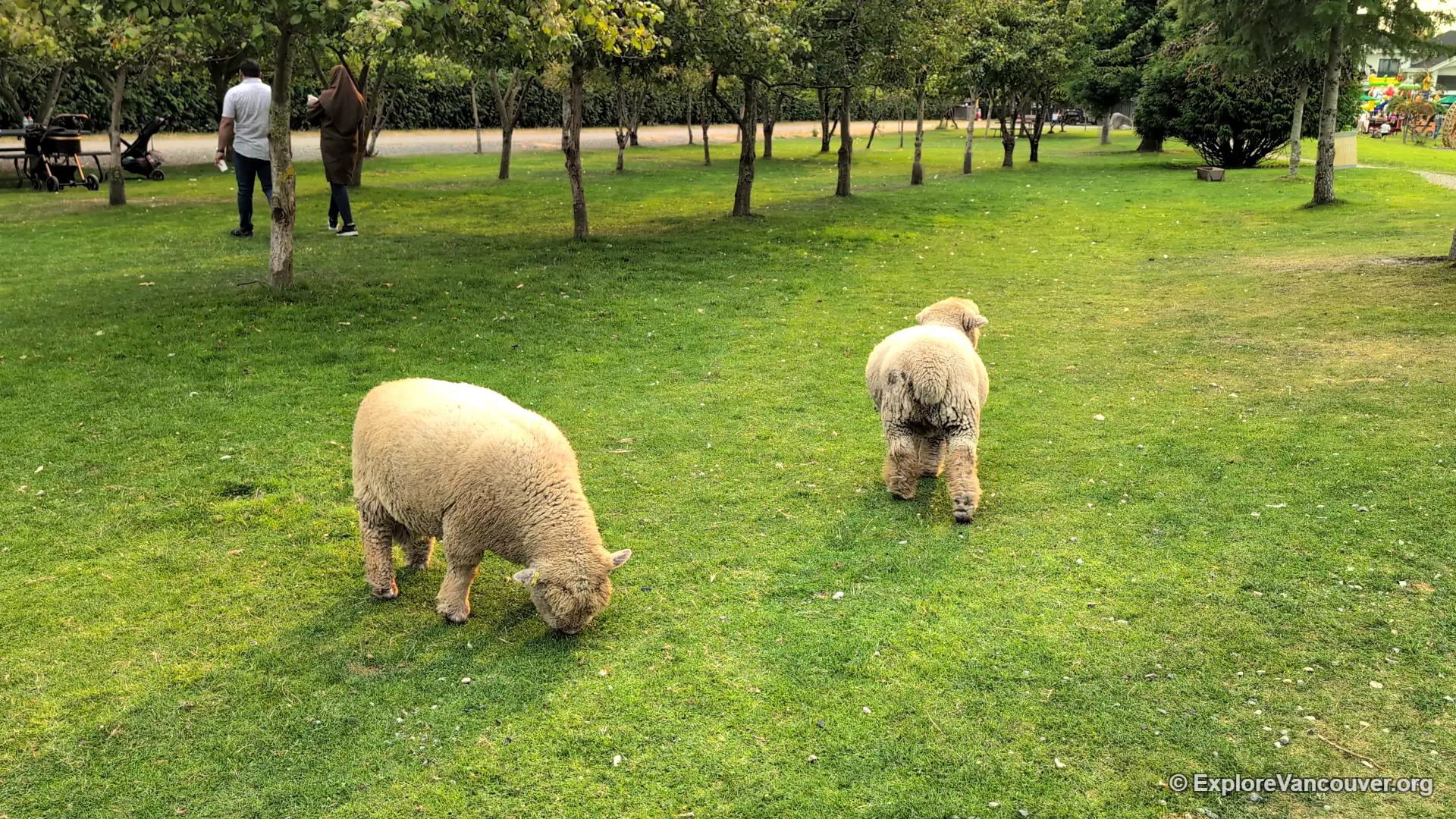 Sheep and lambs at UU Family Farm in Richmond BC