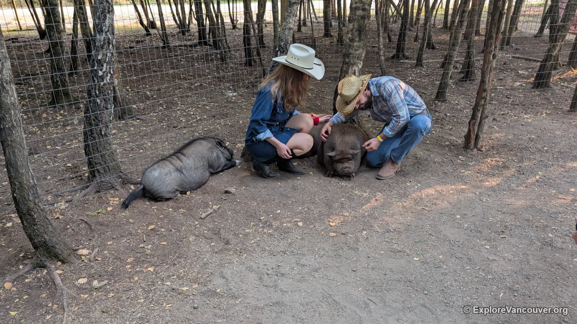 Pig roaming freely at UU Family Farm in Richmond BC