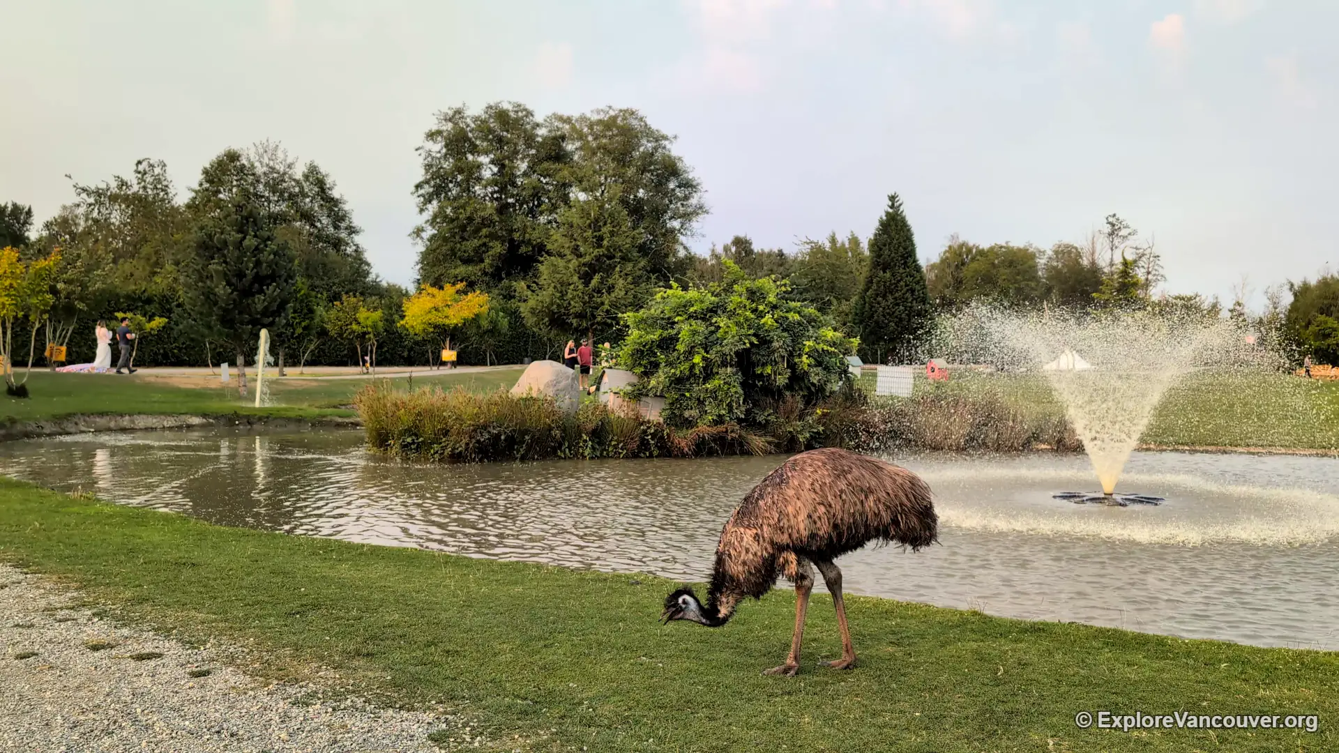 Emu walking at UU Family Farm in Richmond BC
