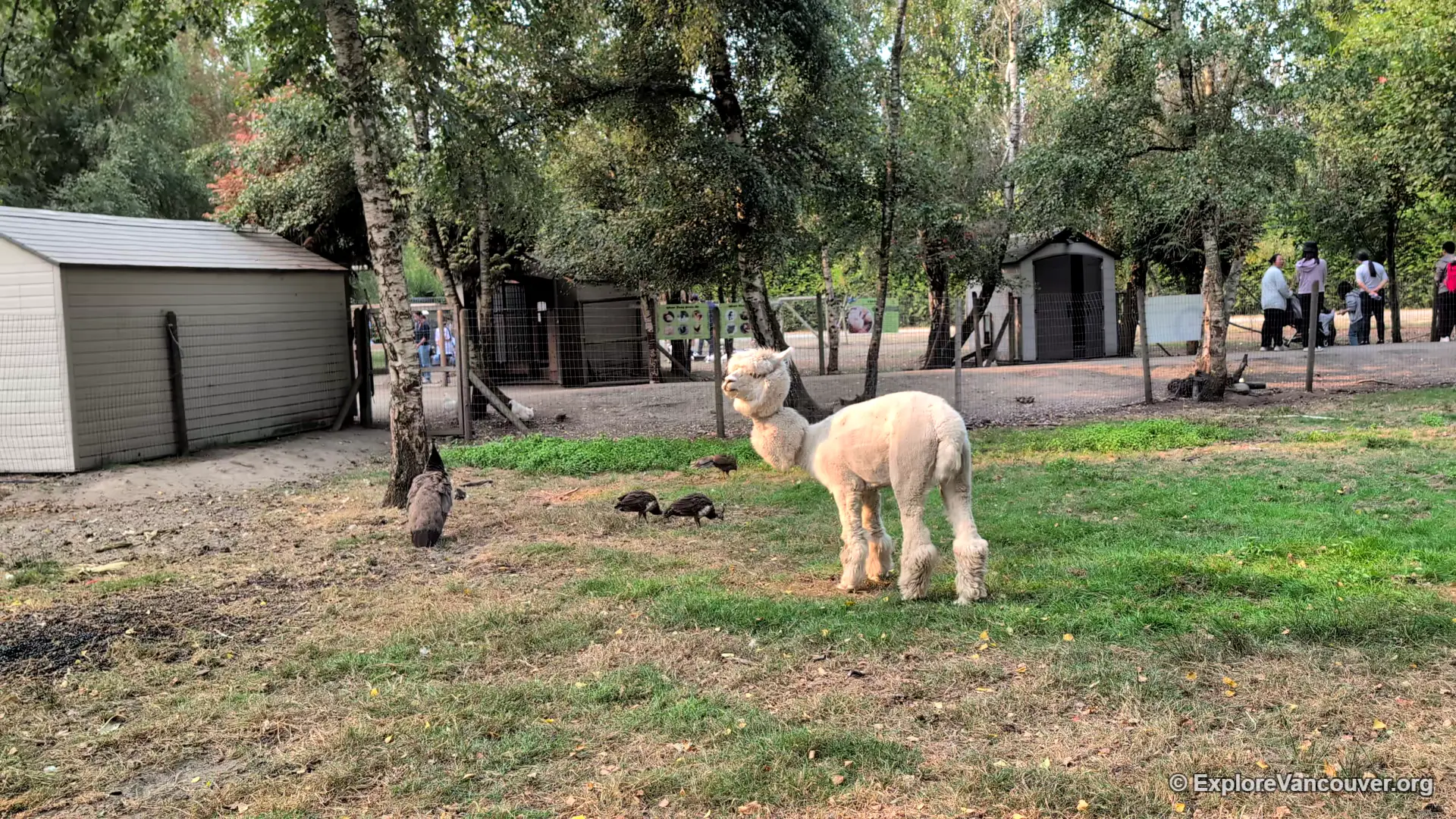 Alpaca at UU Family Farm in Richmond BC