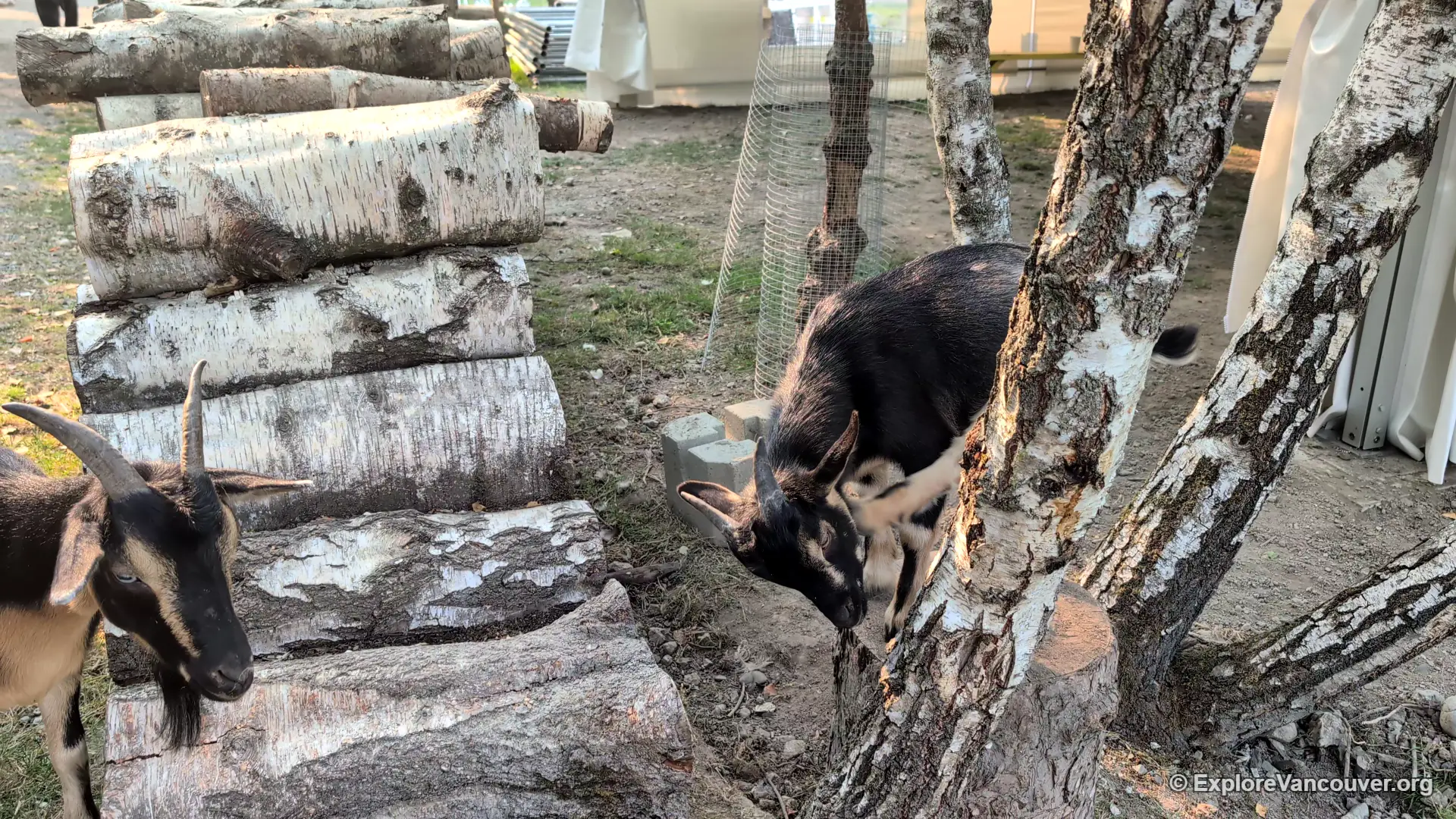 Goat at UU Family Farm in Richmond BC